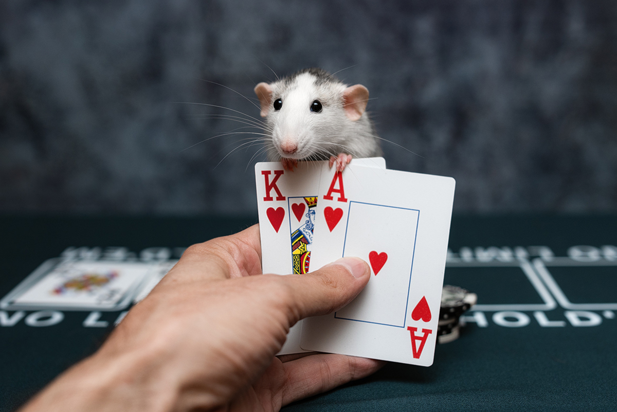 Flash Poker - My, Decorative rats, Rat dumbo, Poker, Pets, The photo, Animalistics, Longpost