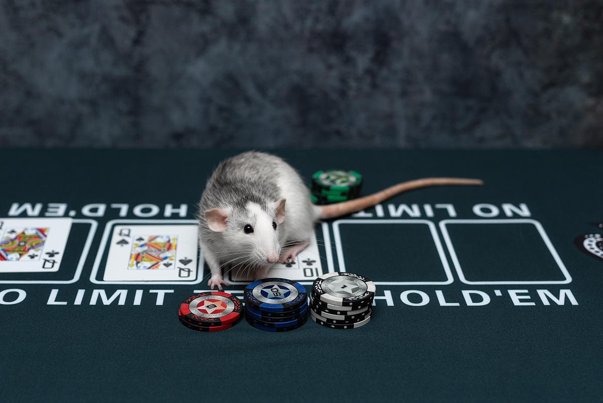 Flash Poker - My, Decorative rats, Rat dumbo, Poker, Pets, The photo, Animalistics, Longpost