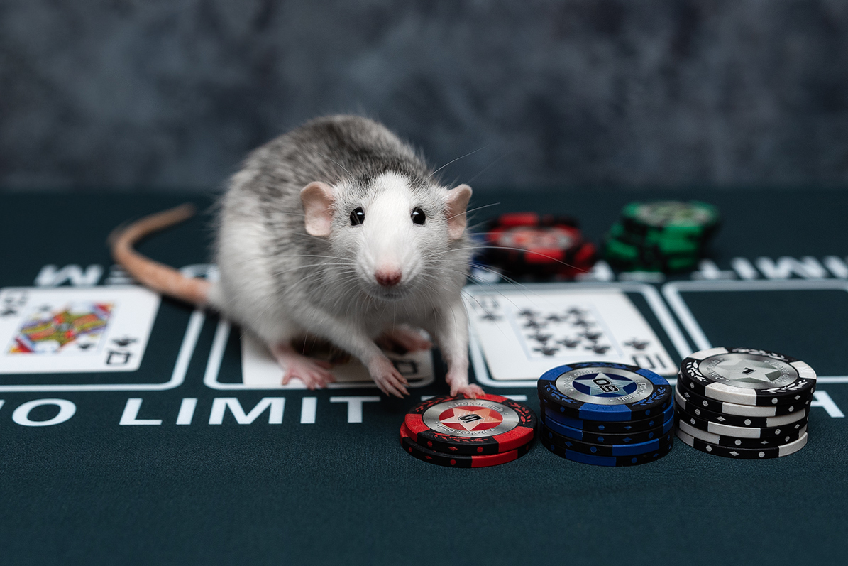 Flash Poker - My, Decorative rats, Rat dumbo, Poker, Pets, The photo, Animalistics, Longpost