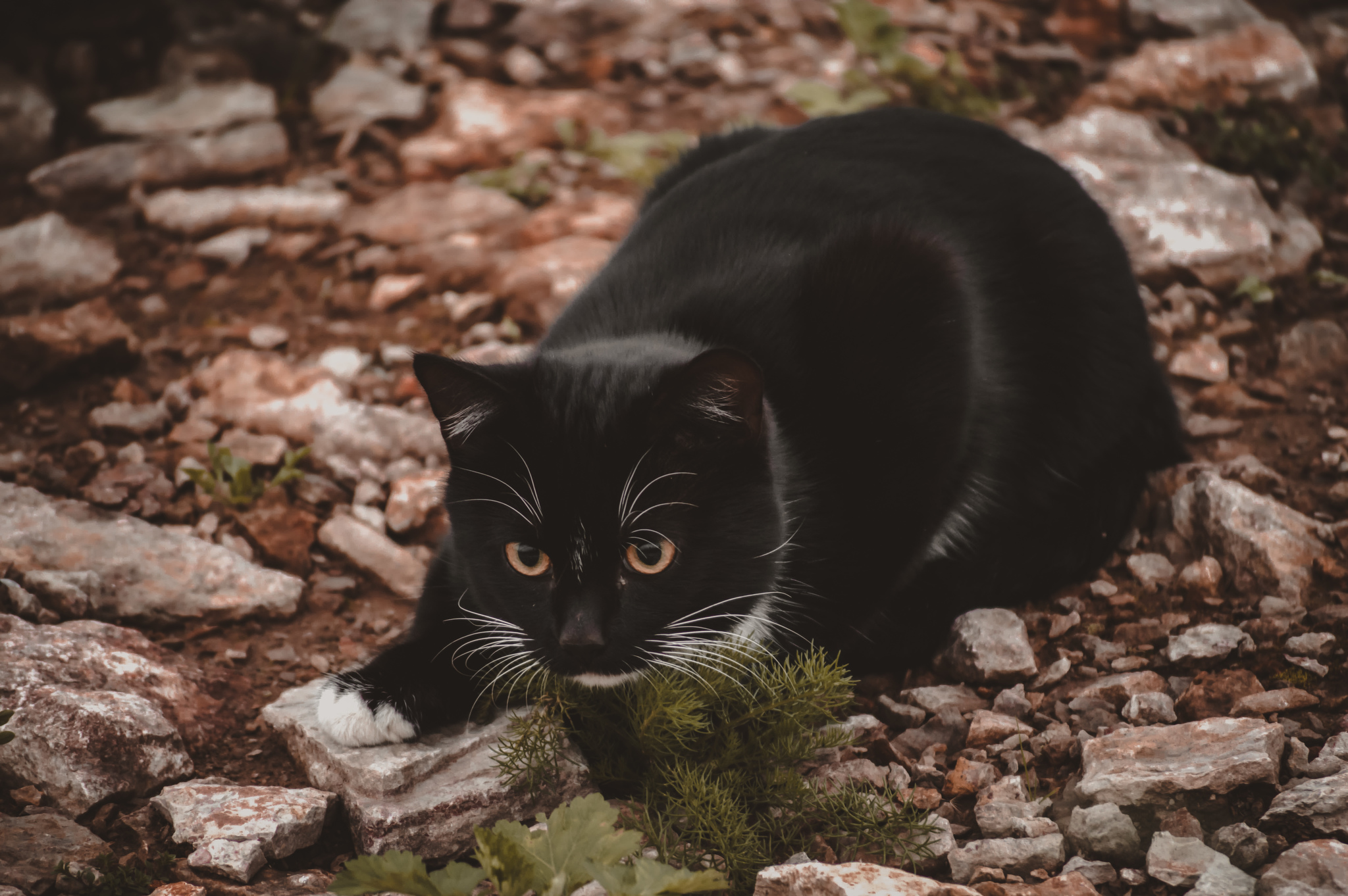 predator - My, cat, Black cat, Nikon d3200, Nikon