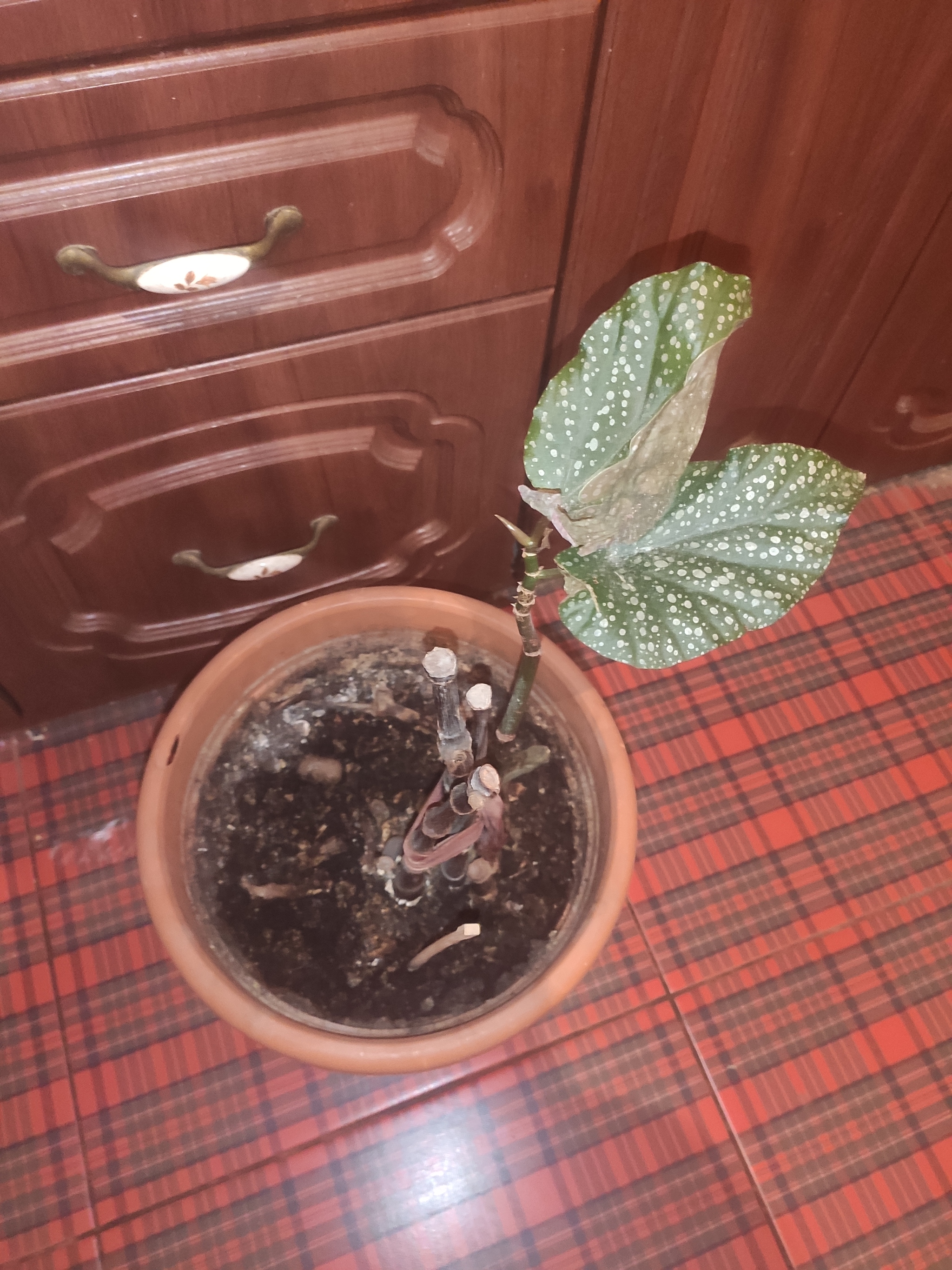 Save the plant again - My, Plants, Houseplants, Longpost