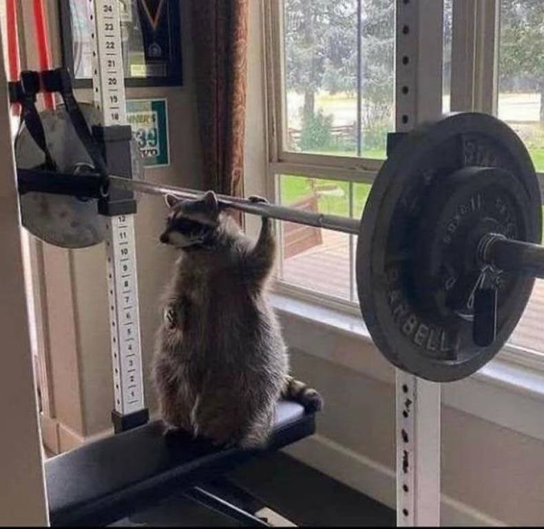 Raccoon - Raccoon, Barbell, Exercise at home