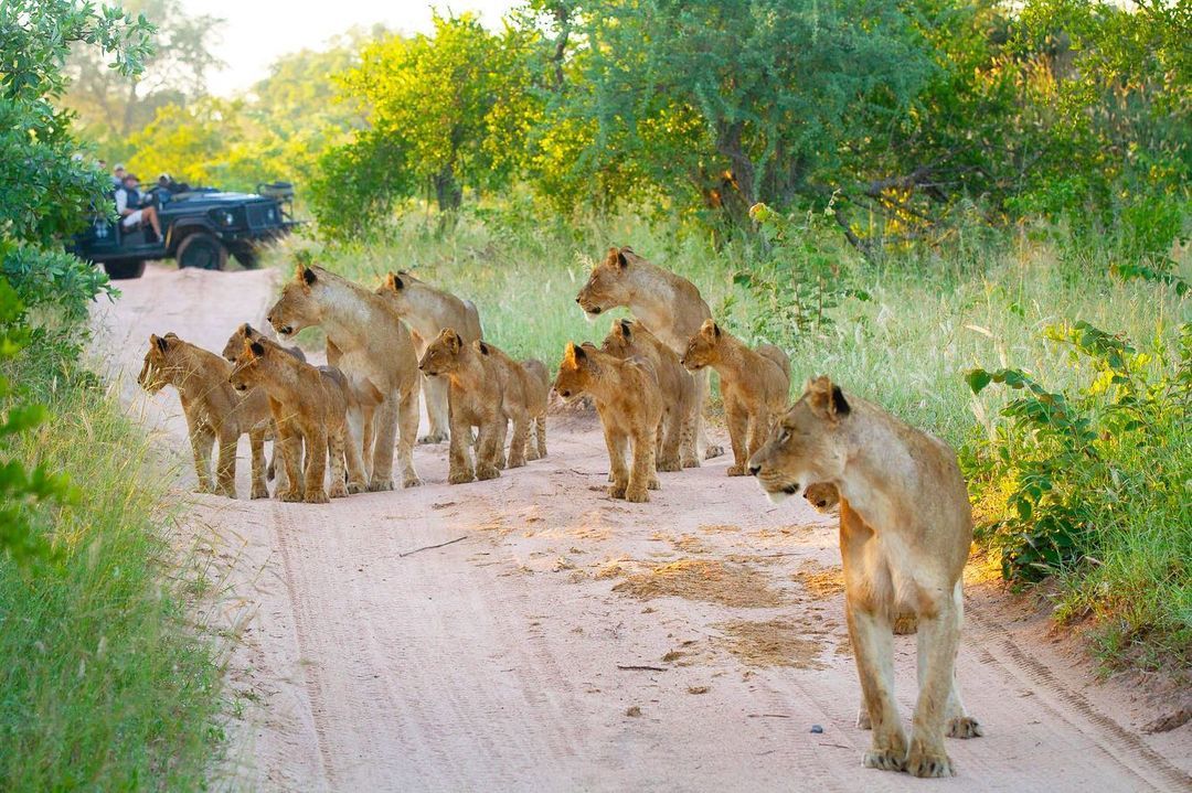 Children, don't leave! - a lion, Pride, Lioness, Lion cubs, Big cats, Cat family, Predatory animals, Wild animals, , wildlife, Reserves and sanctuaries, The photo, South Africa, Young