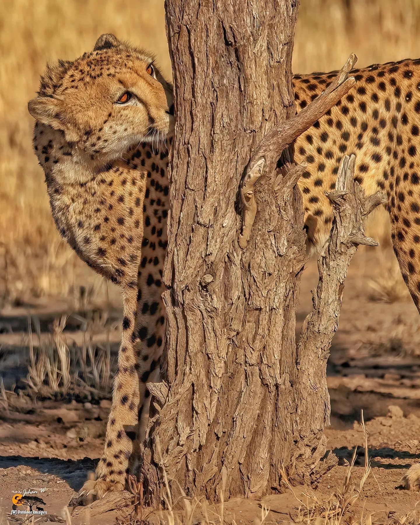 cat tinder - Cheetah, Small cats, Cat family, Predatory animals, Wild animals, wildlife, Reserves and sanctuaries, The photo, , South Africa