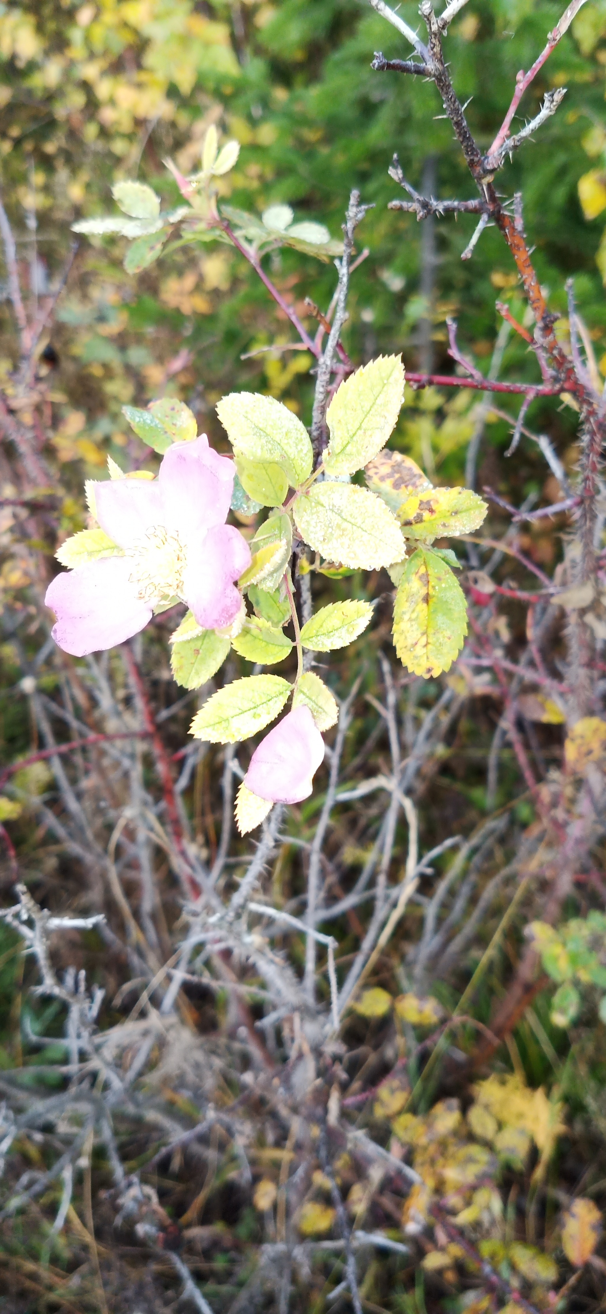 Autumn miracle - My, Autumn, Forest, Longpost