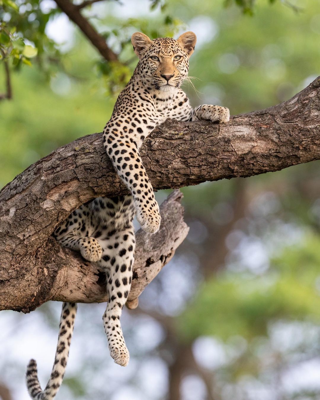 I sit high, I look far away - Leopard, Big cats, Cat family, Predatory animals, Wild animals, wildlife, Reserves and sanctuaries, The photo, , South Africa