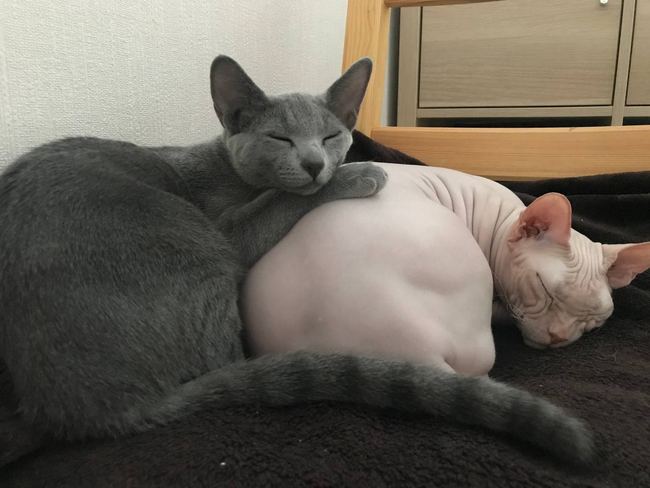 Bald and furry - My, The photo, cat, Russian blue, Sphinx, Longpost