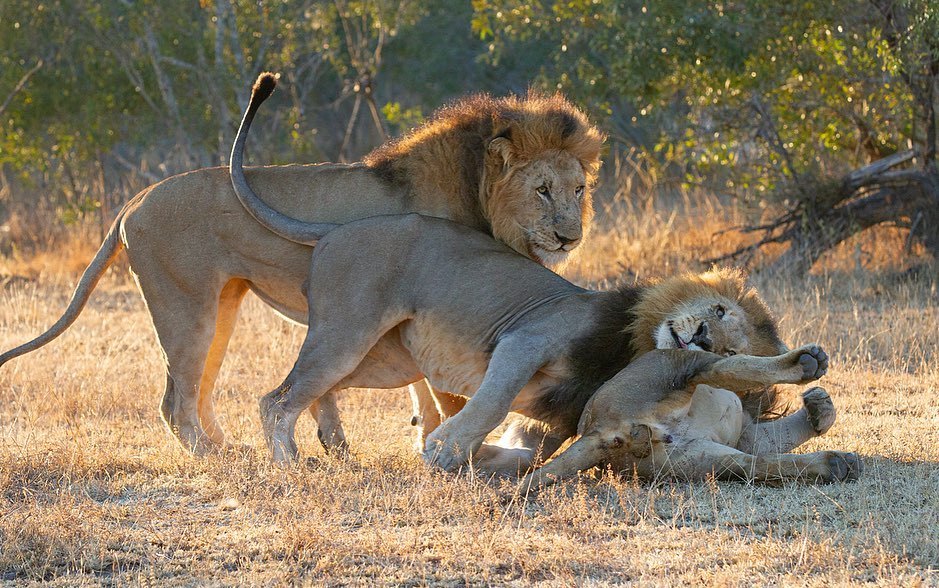 Meeting brothers after a long separation - a lion, Big cats, Cat family, Predatory animals, Wild animals, wildlife, Reserves and sanctuaries, The photo, , South Africa, Longpost