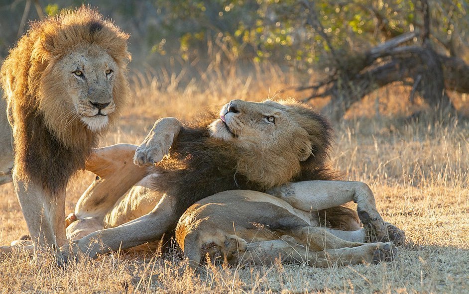 Meeting brothers after a long separation - a lion, Big cats, Cat family, Predatory animals, Wild animals, wildlife, Reserves and sanctuaries, The photo, , South Africa, Longpost