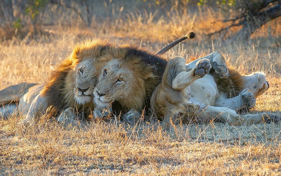 Meeting brothers after a long separation - a lion, Big cats, Cat family, Predatory animals, Wild animals, wildlife, Reserves and sanctuaries, The photo, , South Africa, Longpost