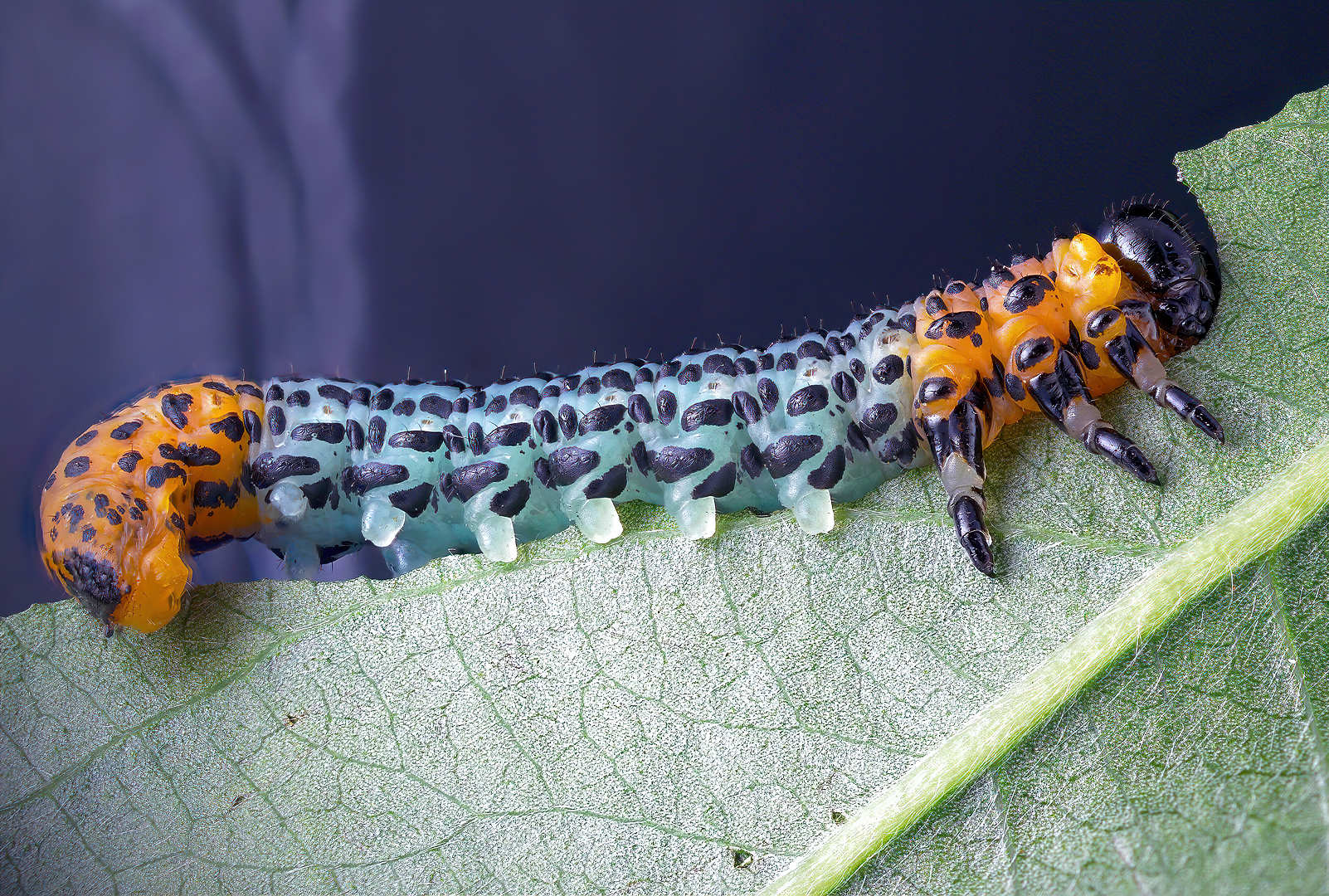 Breakfast on the grass - My, Microfilming, Video, Microscope, Caterpillar, Longpost