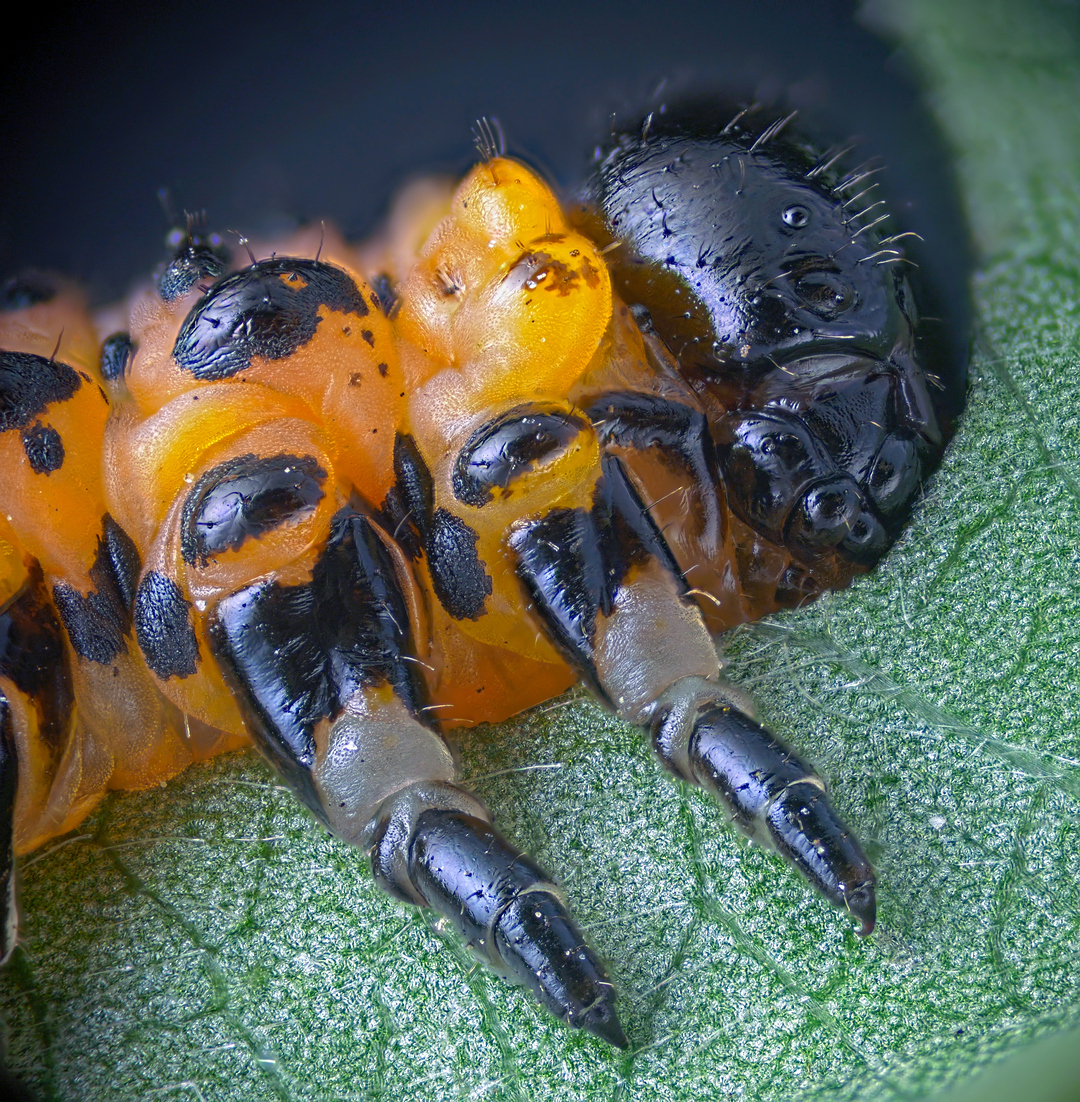 Breakfast on the grass - My, Microfilming, Video, Microscope, Caterpillar, Longpost