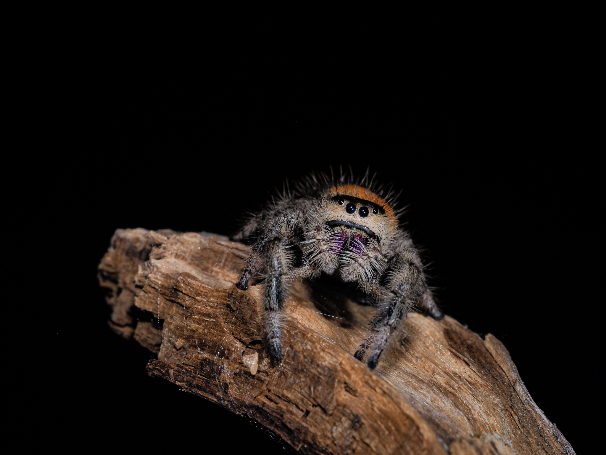 A little dream come true! - My, Spider, Macro photography, The photo, Arachnophobia, Longpost