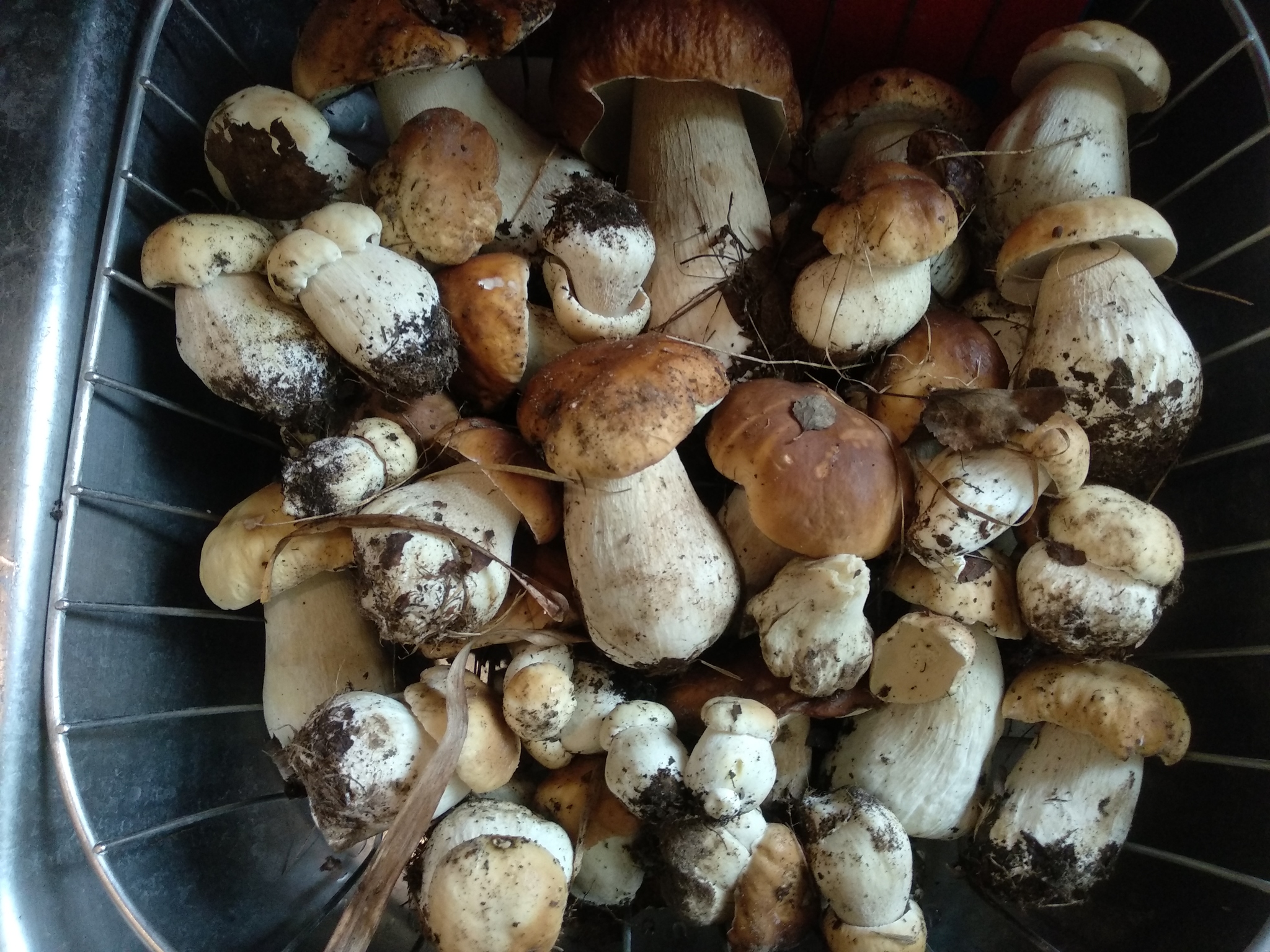 Picking mushrooms. Рваный гриб. Пост про сбор грибов. Рваный гриб кратко.