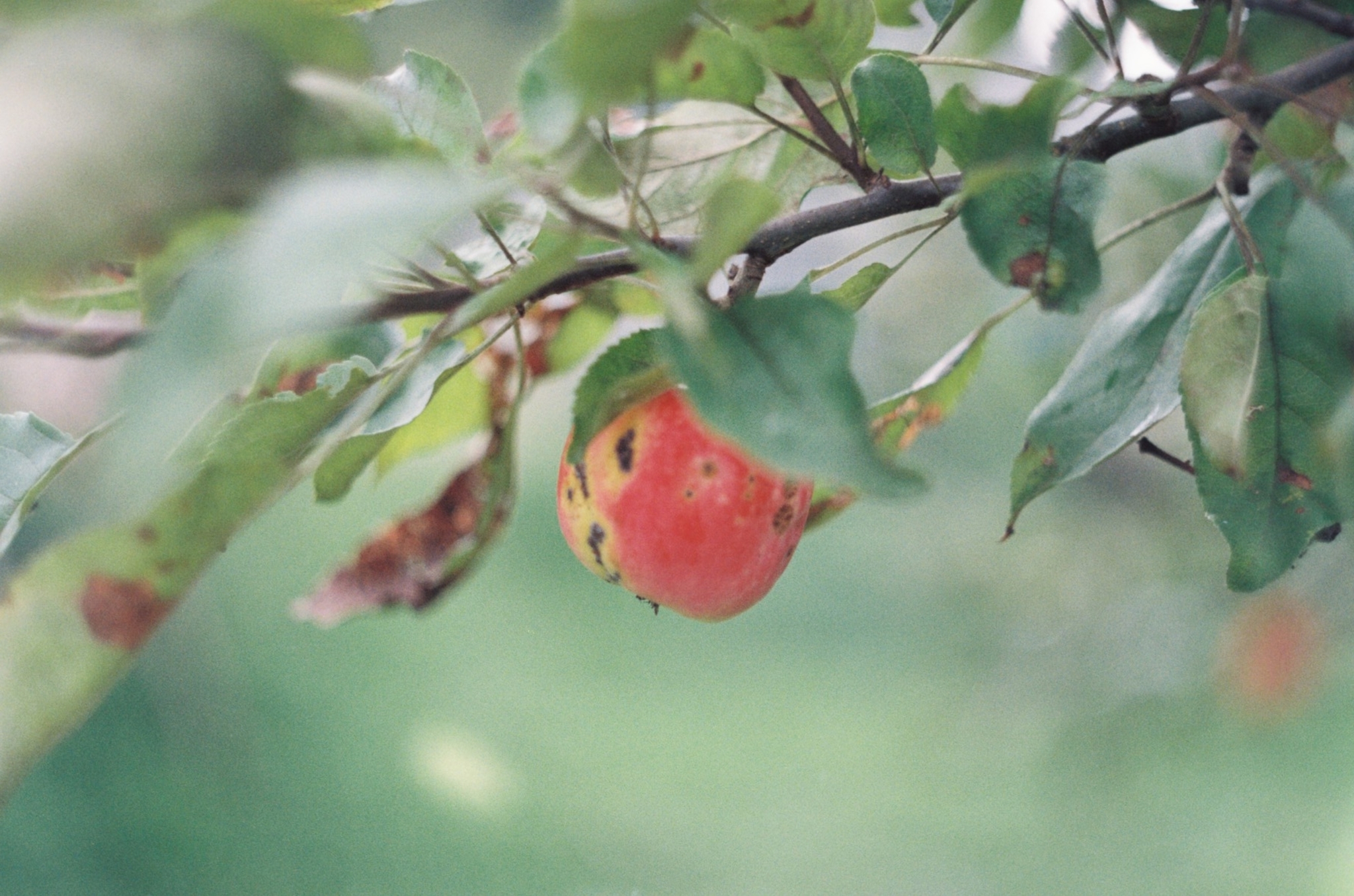 Zenit 11 - My, Zenit 11, 35mm, Film, The photo, Longpost