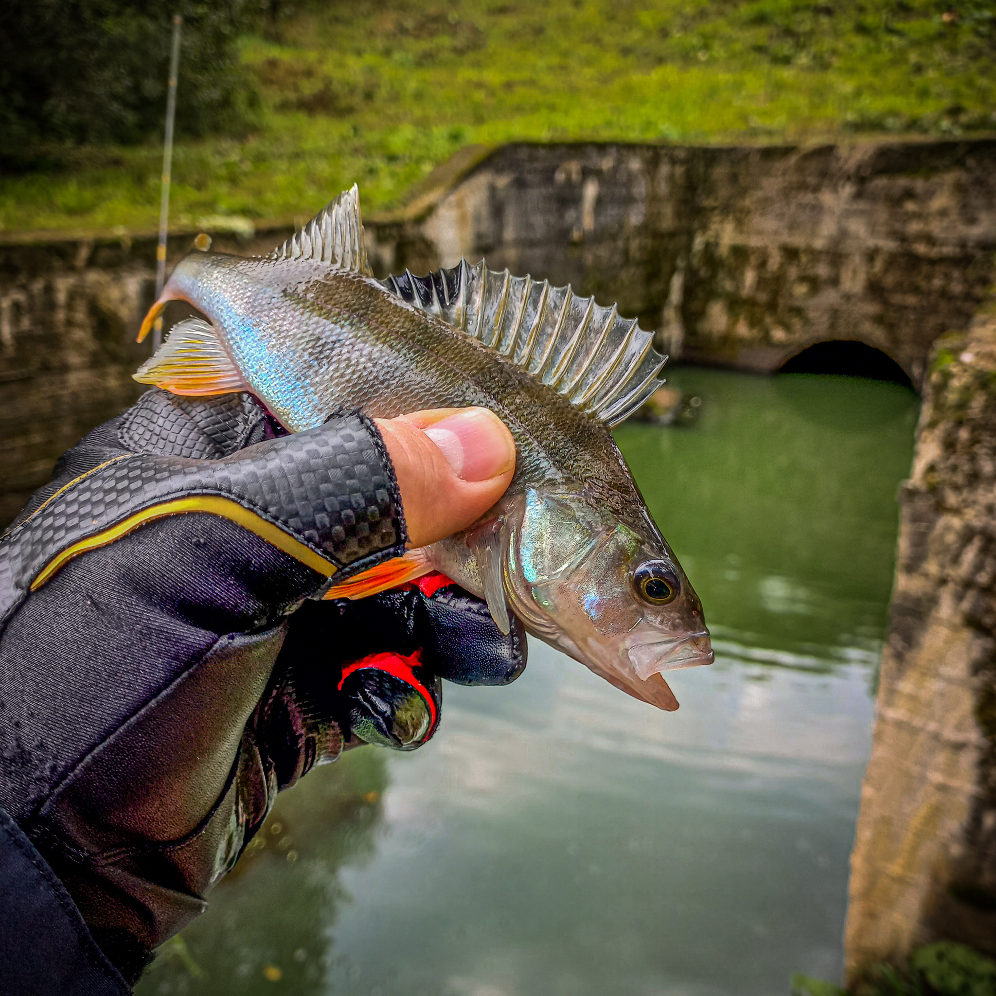 Extreme ultralight. - My, Ultralight, Mormyshka, Spinning, Fishing, Perch, Video, Microjig, Longpost, Video blog