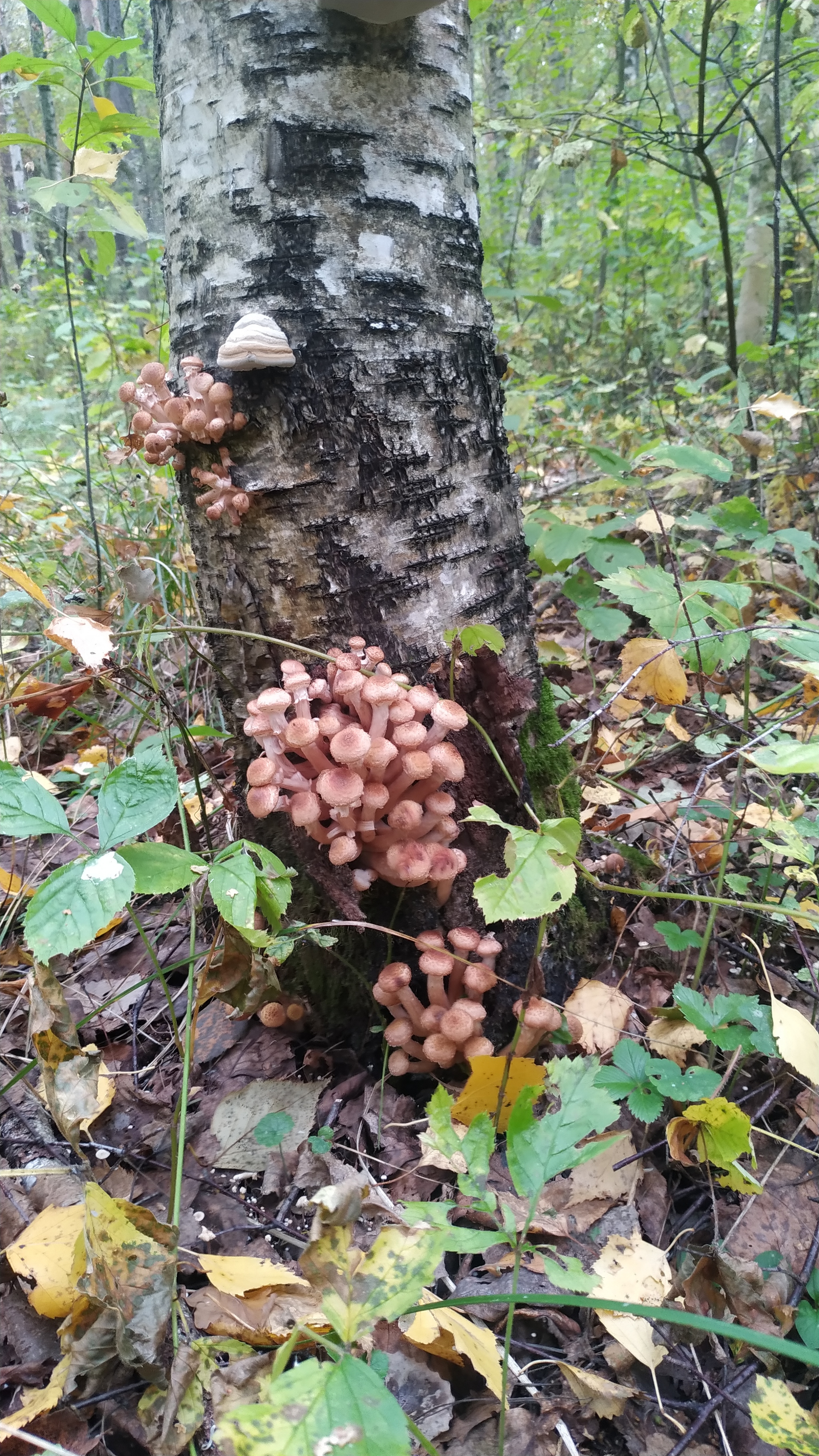 Mushrooms in the Kasimovsky district - My, Mushrooms, Ryazan Oblast, Silent hunt, Longpost