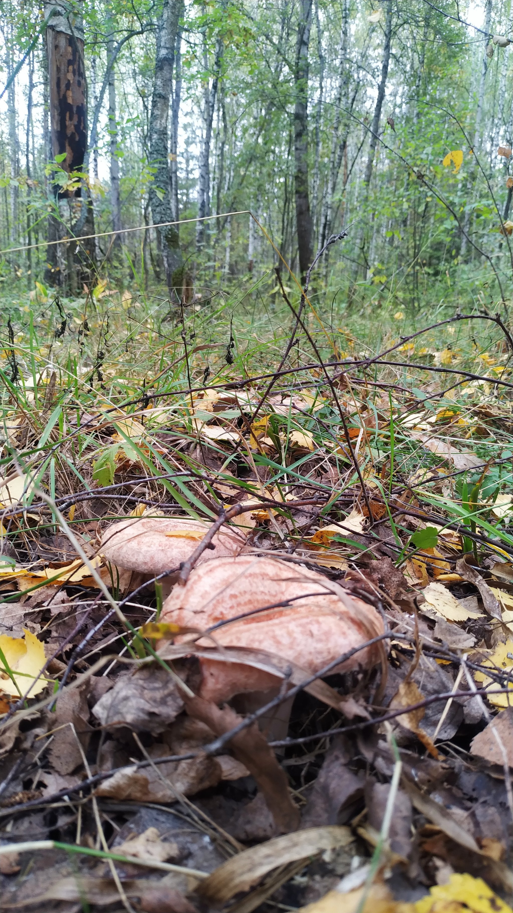 Mushrooms in the Kasimovsky district - My, Mushrooms, Ryazan Oblast, Silent hunt, Longpost