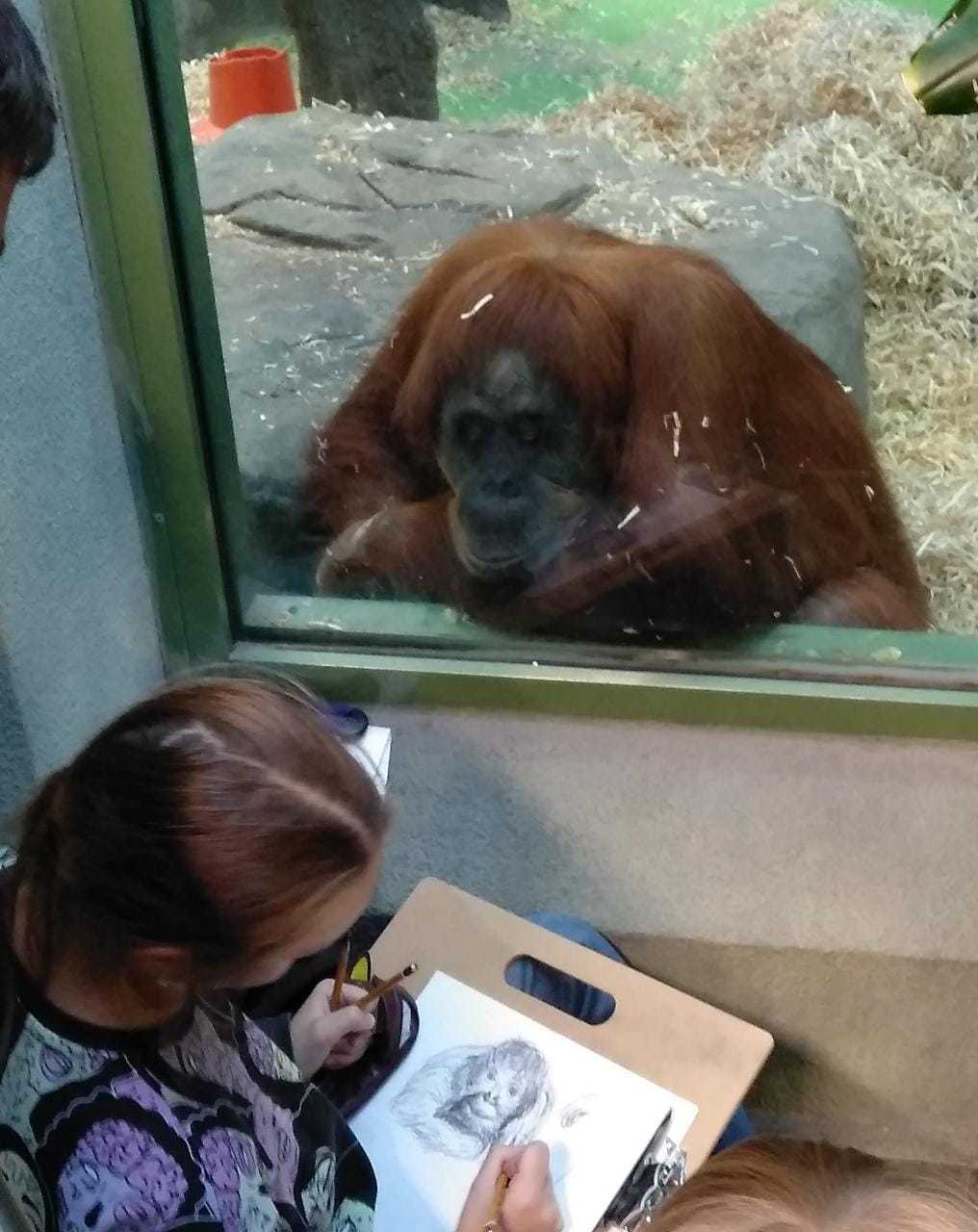 EVENING AT THE ZOO - My, Girl, Pencil drawing, Moscow Zoo, Orangutan, Milota