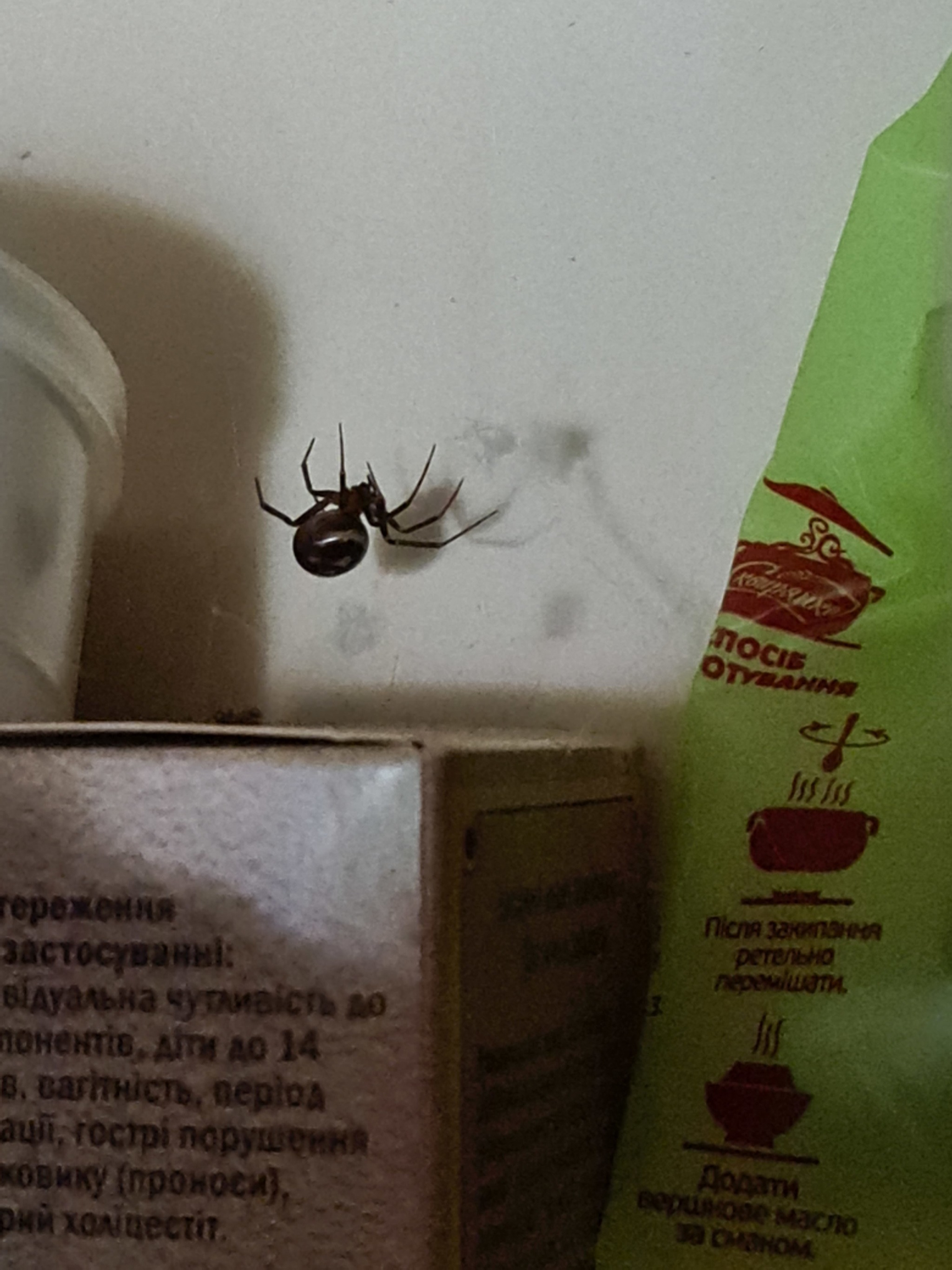 What kind of spider? - My, Spider, Arachnids, Arachnology