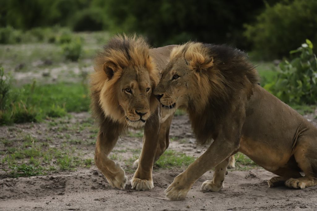 An Uncertain Future for Chobe River Lions - Pride, a lion, Big cats, Cat family, Predatory animals, Wild animals, wildlife, Reserves and sanctuaries, , South Africa, Botswana, Namibia, Zimbabwe, Animal protection, Longpost, Text