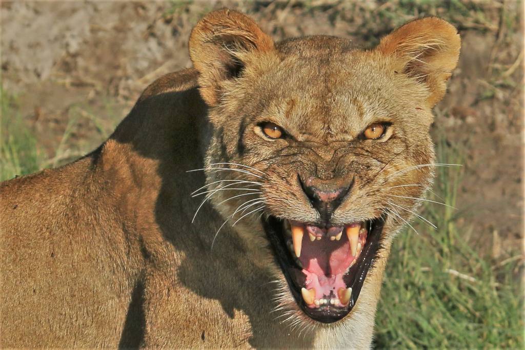 An Uncertain Future for Chobe River Lions - Pride, a lion, Big cats, Cat family, Predatory animals, Wild animals, wildlife, Reserves and sanctuaries, , South Africa, Botswana, Namibia, Zimbabwe, Animal protection, Longpost, Text