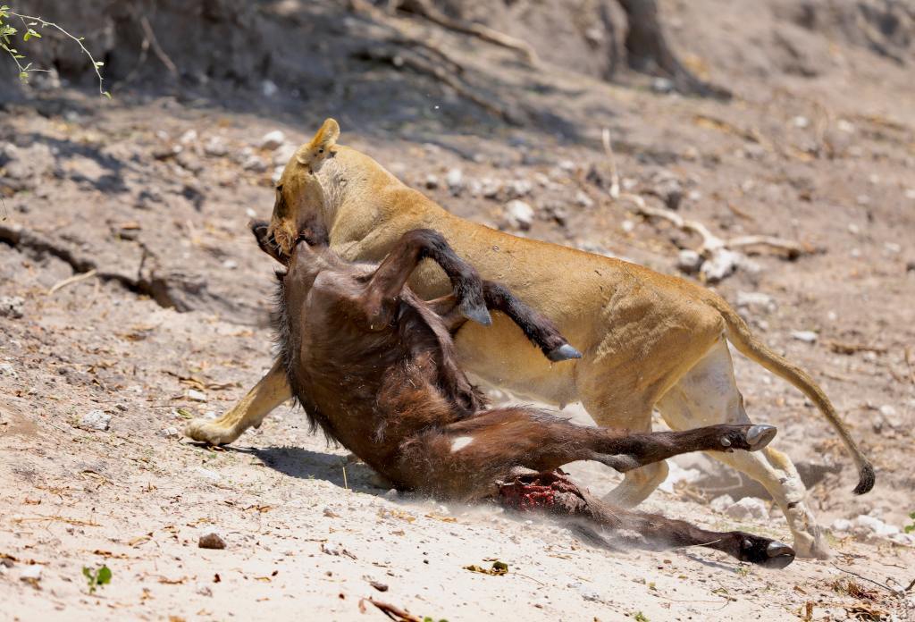 An Uncertain Future for Chobe River Lions - Pride, a lion, Big cats, Cat family, Predatory animals, Wild animals, wildlife, Reserves and sanctuaries, , South Africa, Botswana, Namibia, Zimbabwe, Animal protection, Longpost, Text