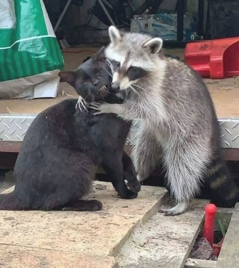 Friendship - cat, Raccoon