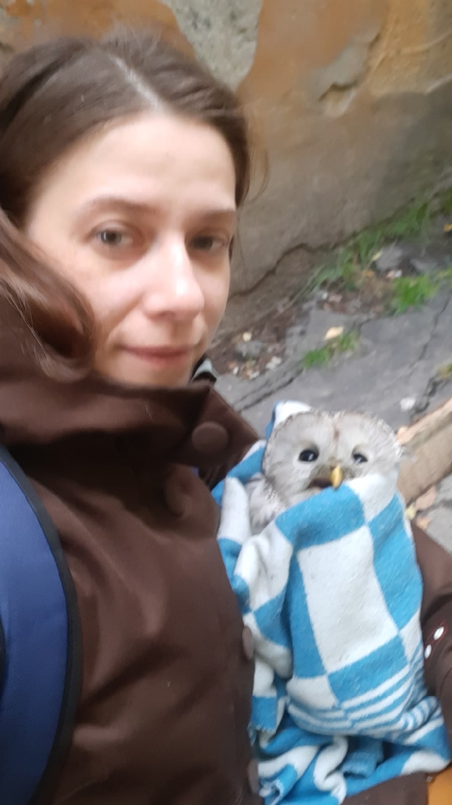 Wounded owl flew to people for help - My, Owl, The rescue, Birds, Tawny owl, Red Book, Animals, Bird watchers, Rehabilitation, , Vet clinic, Longpost