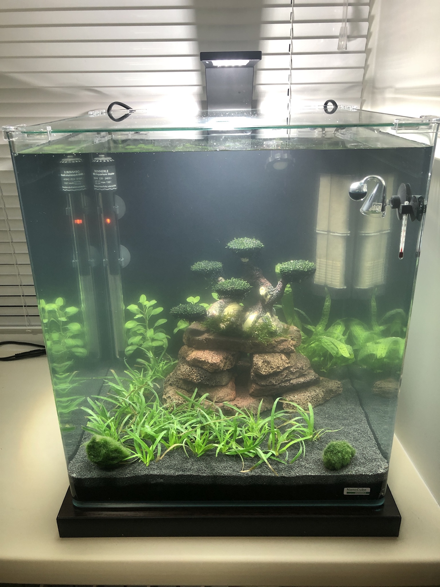 First steps in launching NanoCube 60l. - My, Aquarium, Aquarium, Longpost, Freshwater aquarium, Plants