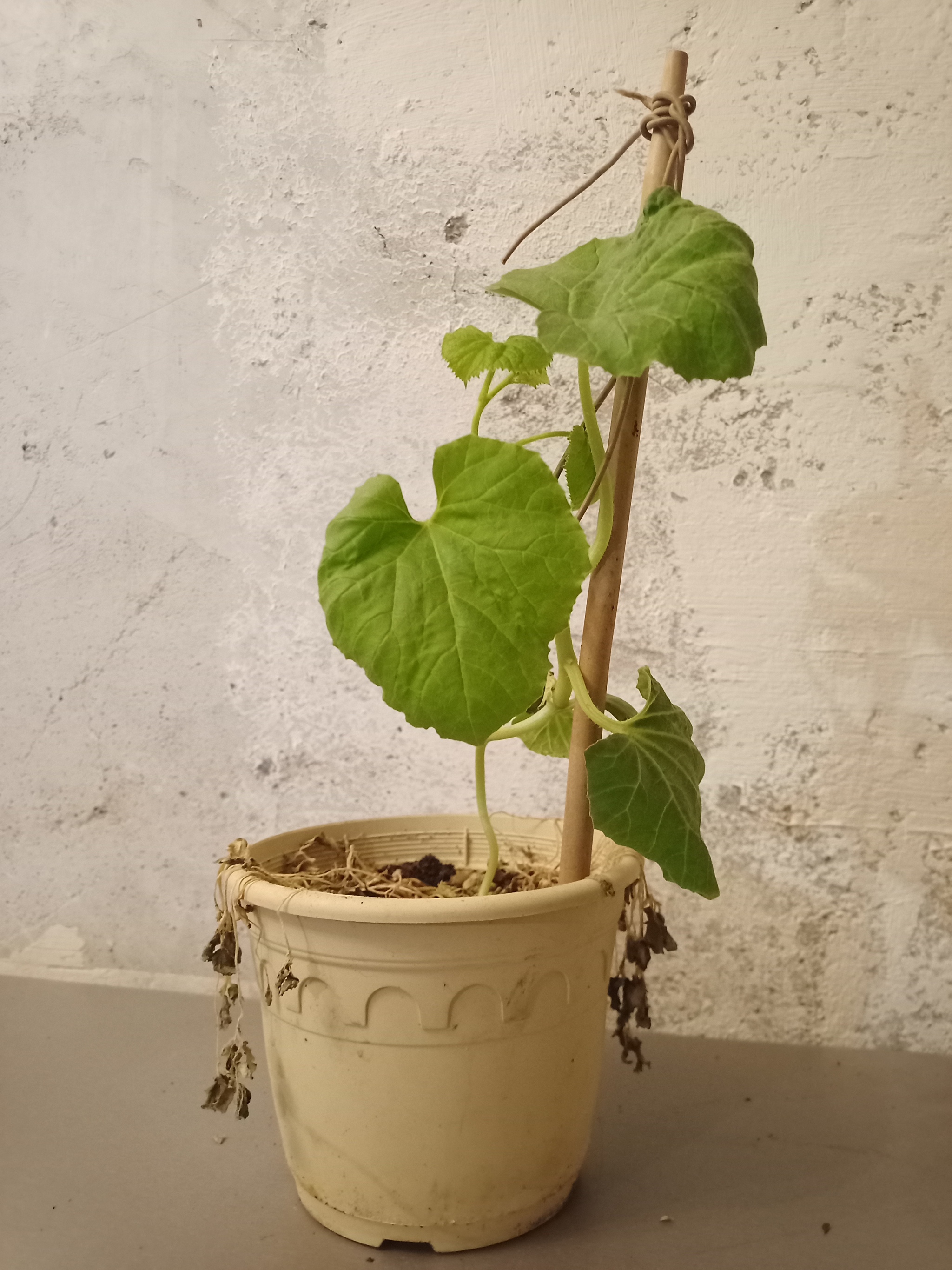 Continuation of the post Melon shell - My, Sink, Plants, Melon, Nature, Seeds, Harvest, Reply to post, Longpost