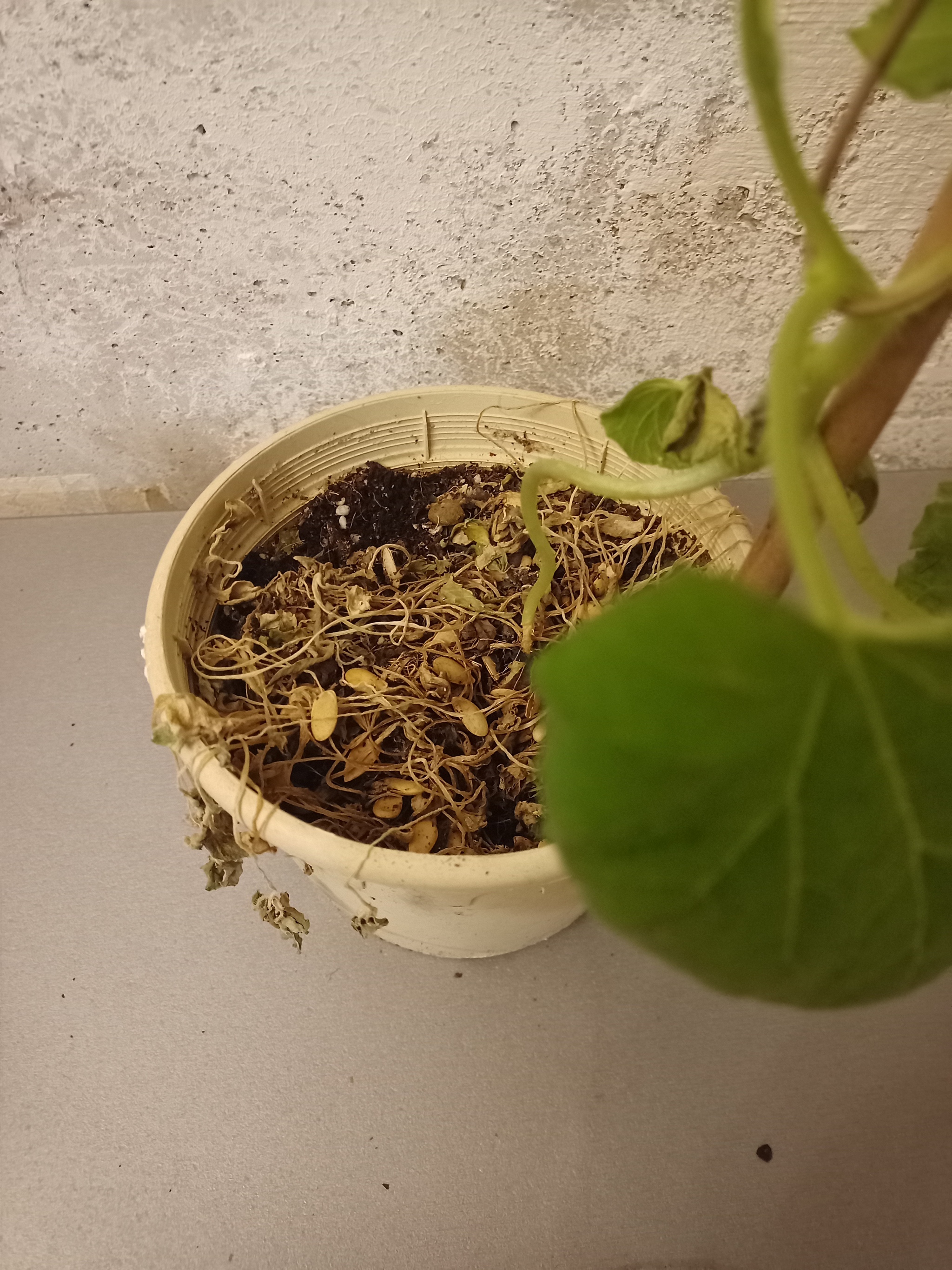 Continuation of the post Melon shell - My, Sink, Plants, Melon, Nature, Seeds, Harvest, Reply to post, Longpost