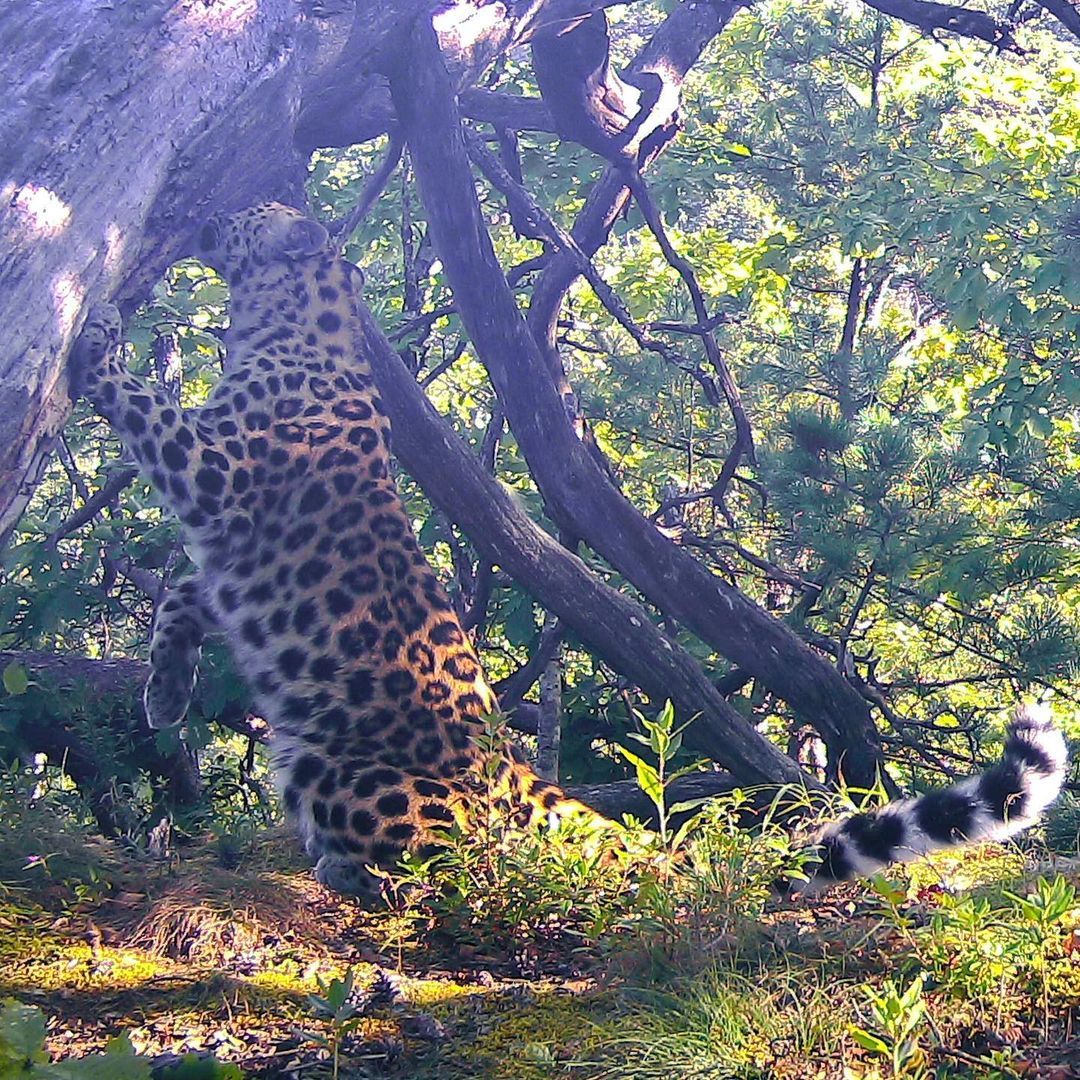 Far Eastern leopard Leo 181F - Leopard, Far Eastern leopard, Big cats, Cat family, Predatory animals, Wild animals, Land of the Leopard, Reserves and sanctuaries, Longpost