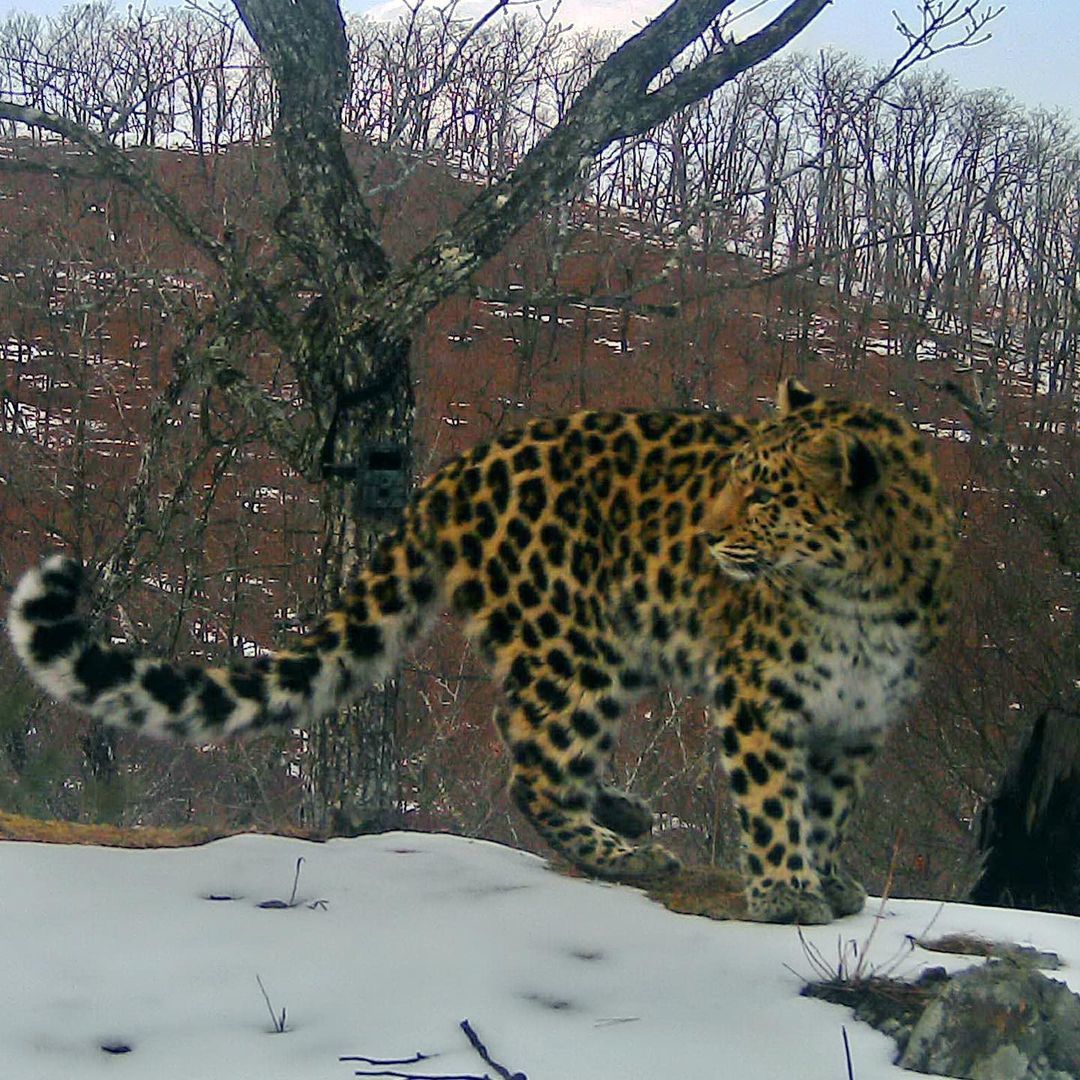 Far Eastern leopard Leo 181F - Leopard, Far Eastern leopard, Big cats, Cat family, Predatory animals, Wild animals, Land of the Leopard, Reserves and sanctuaries, Longpost