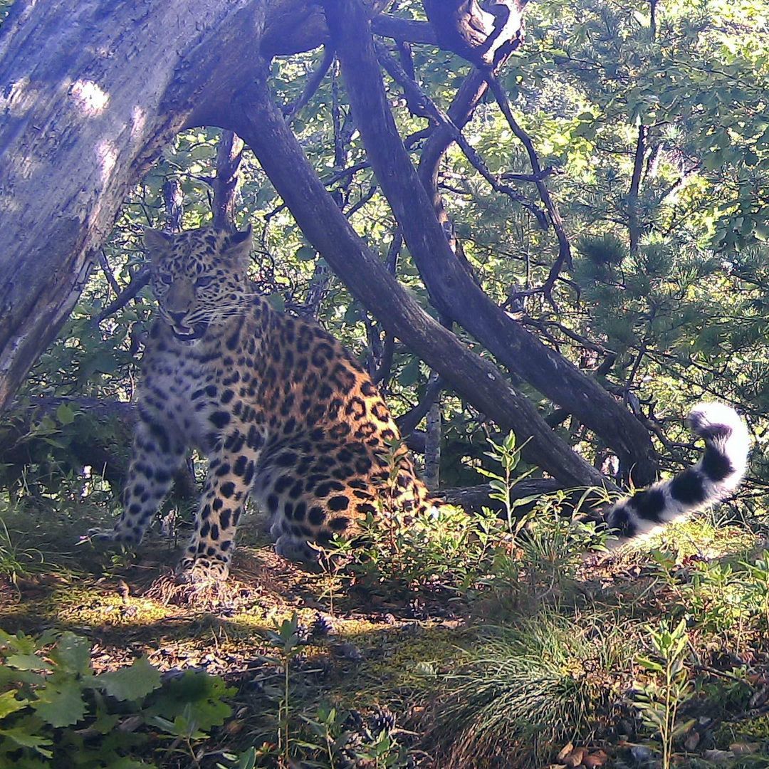 Far Eastern leopard Leo 181F - Leopard, Far Eastern leopard, Big cats, Cat family, Predatory animals, Wild animals, Land of the Leopard, Reserves and sanctuaries, Longpost