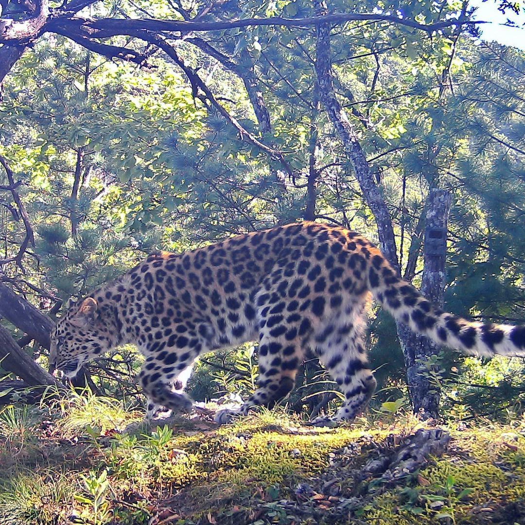 Far Eastern leopard Leo 181F - Leopard, Far Eastern leopard, Big cats, Cat family, Predatory animals, Wild animals, Land of the Leopard, Reserves and sanctuaries, Longpost