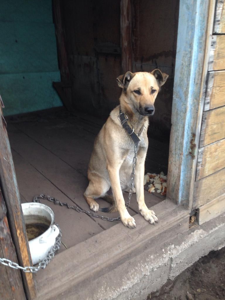 SOS - Dog, Dacha, Abandoned, No rating, Longpost, Overexposure, In good hands, Novosibirsk region