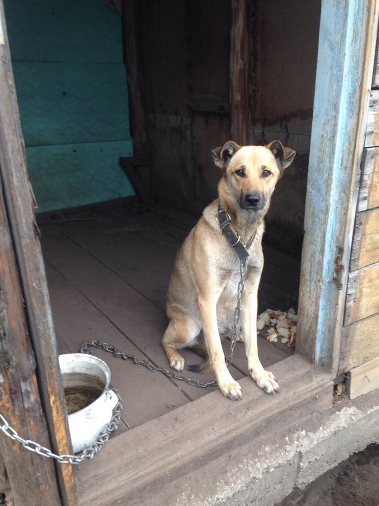 SOS - Dog, Dacha, Abandoned, No rating, Longpost, Overexposure, In good hands, Novosibirsk region