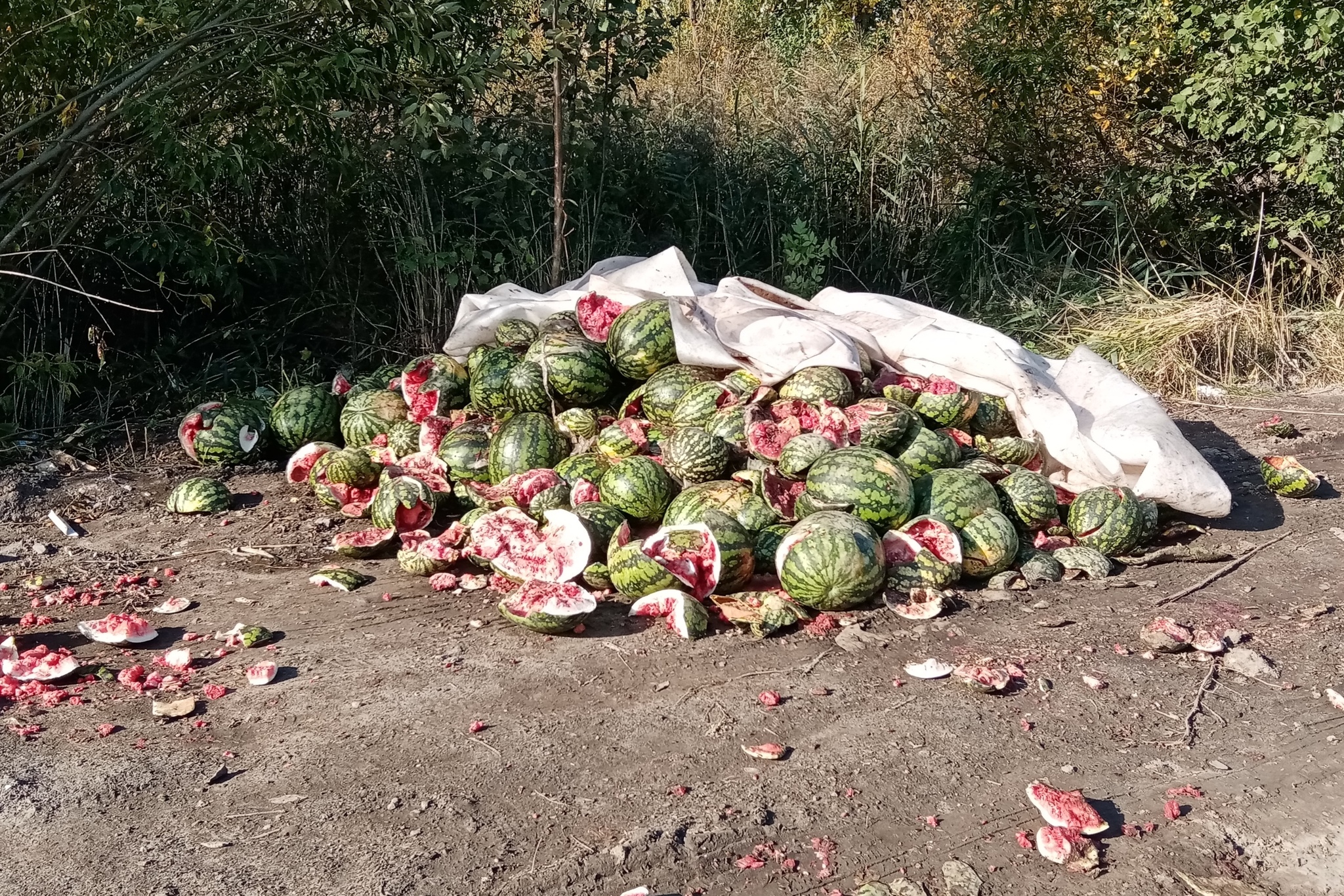 Summer is over - My, Watermelon, Dump, Thrown out