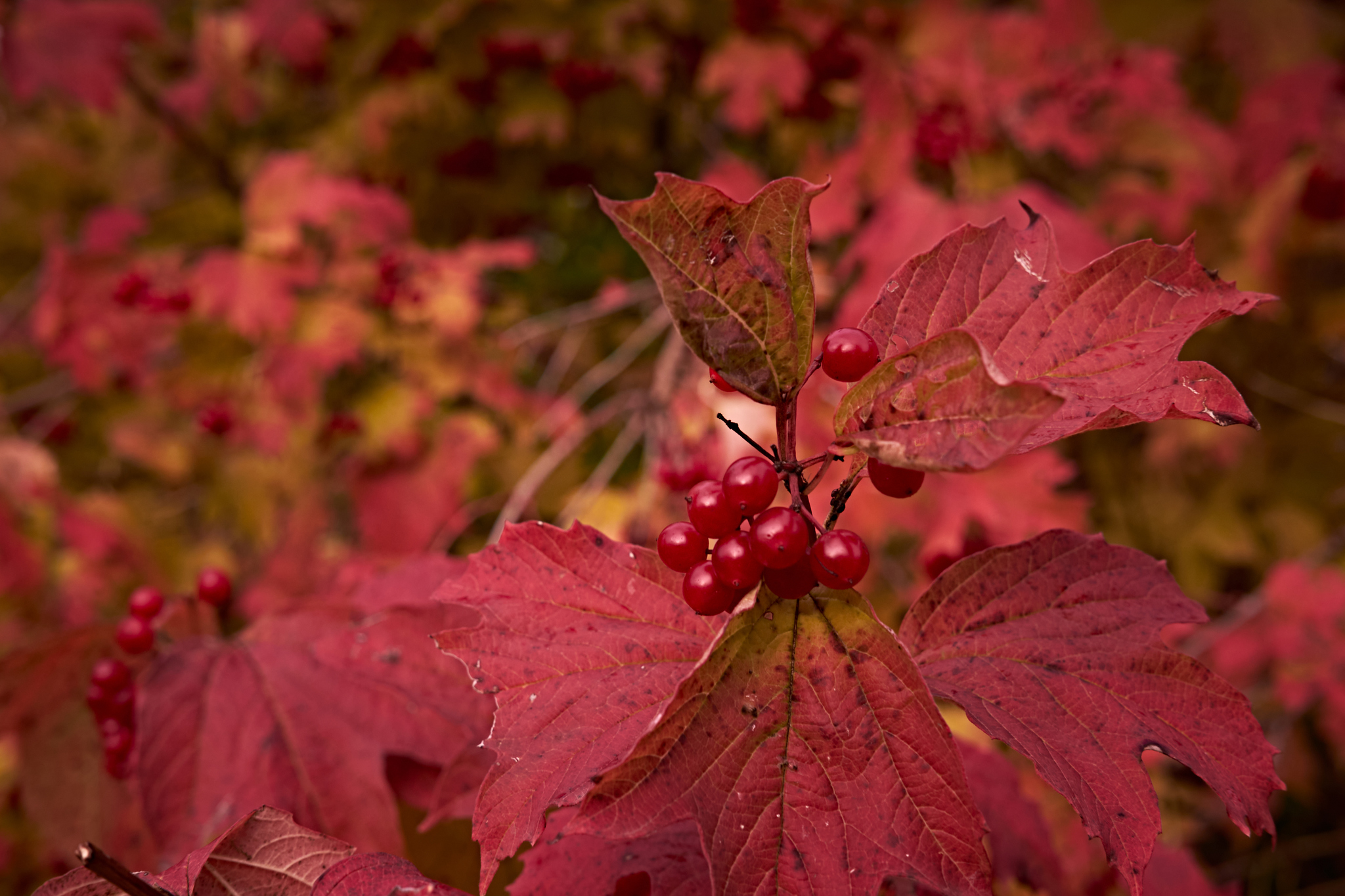 Форма листа калины. Листья калины осенью. Калина с красными листьями. Листья калины осенью фото. Листва калины осенью.