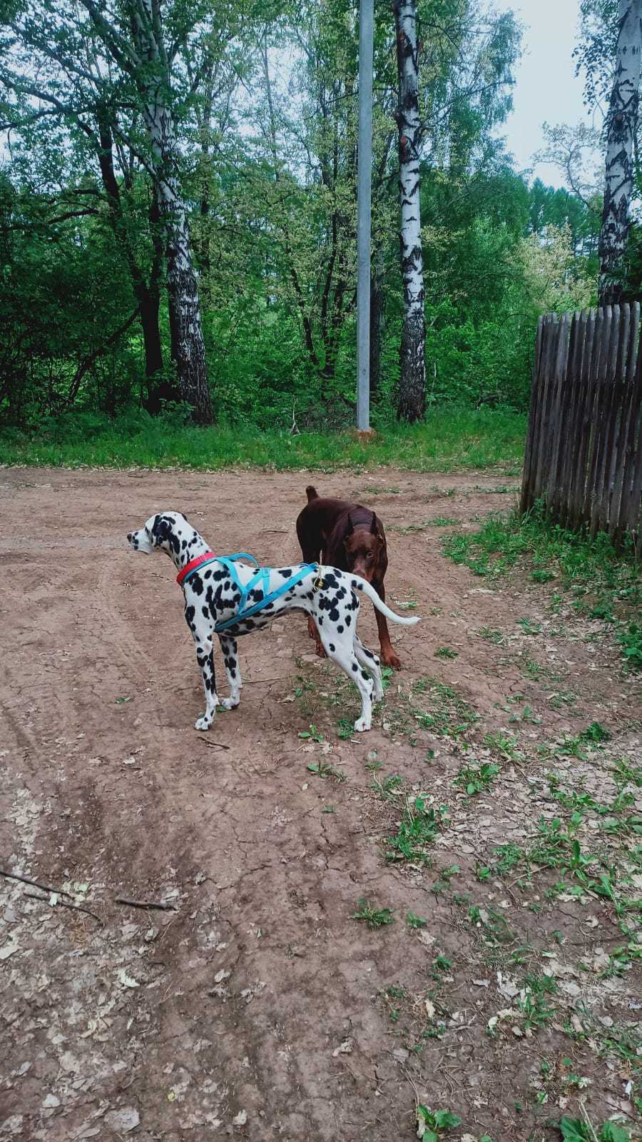 Story about a new friend - 3 - My, Dalmatian, Dog, Sport, Tourism, Animals, Travels, friendship, Longpost