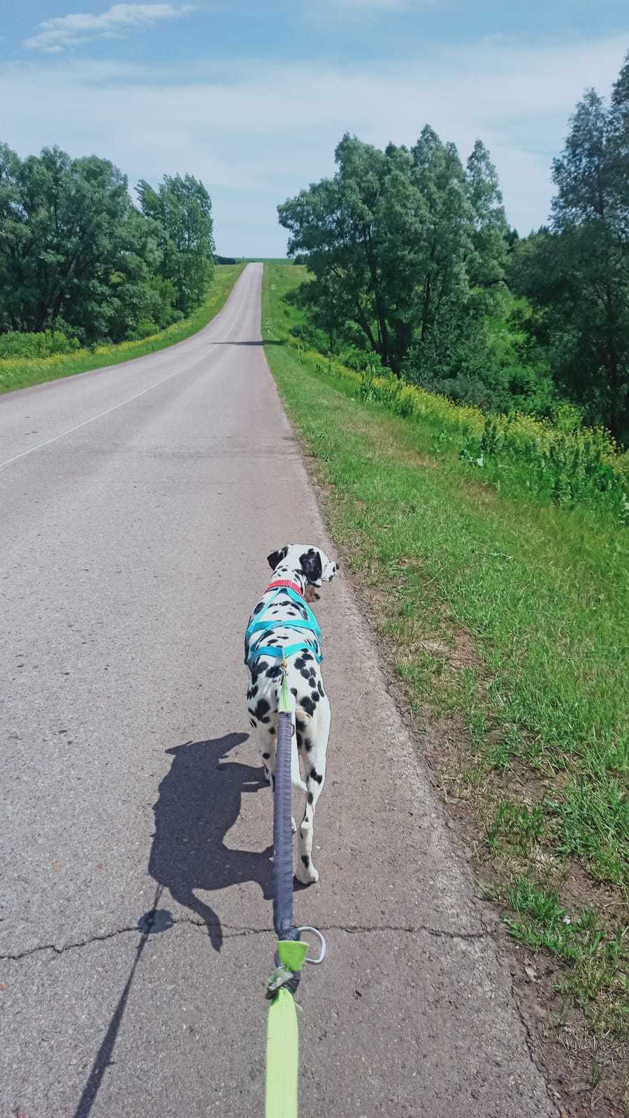 Story about a new friend - 3 - My, Dalmatian, Dog, Sport, Tourism, Animals, Travels, friendship, Longpost