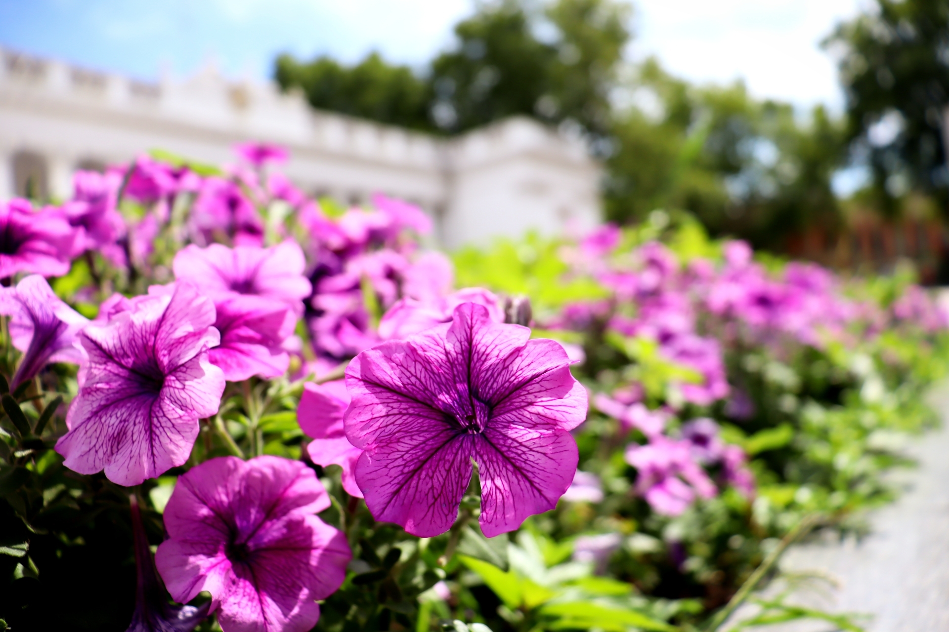 Flowers - My, Flowers, The photo, Summer, Canon