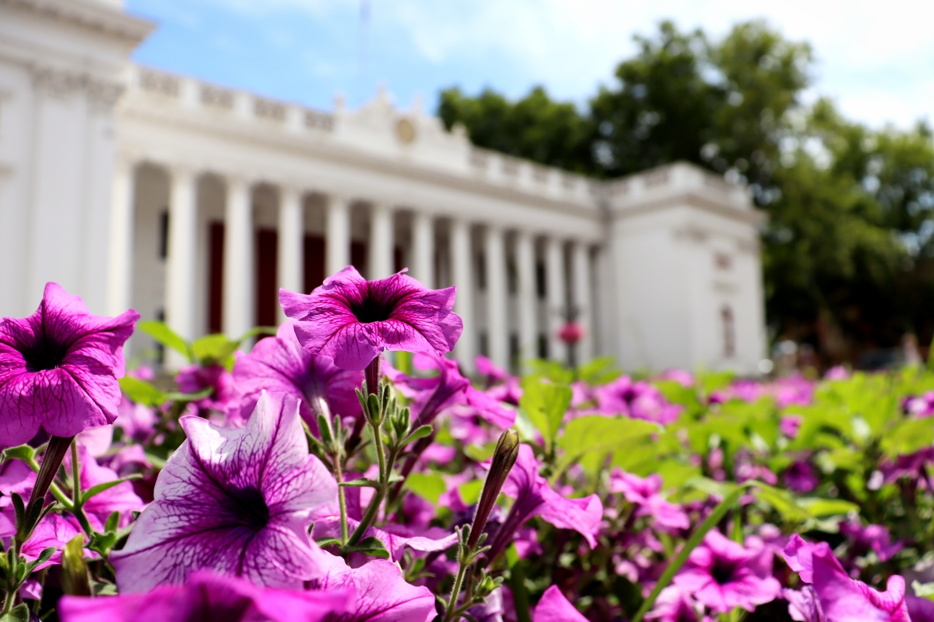 Flowers - My, Flowers, The photo, Summer, Canon