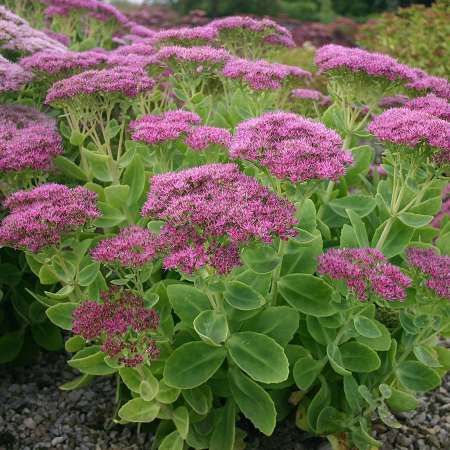 I ask for a bouquet of Stonecrop Prominent - My, Gardening, Ochitok, Request, Moscow, North-East Administrative District, Alekseevskaya, Ostankino, Rostokino, , Sokolniki