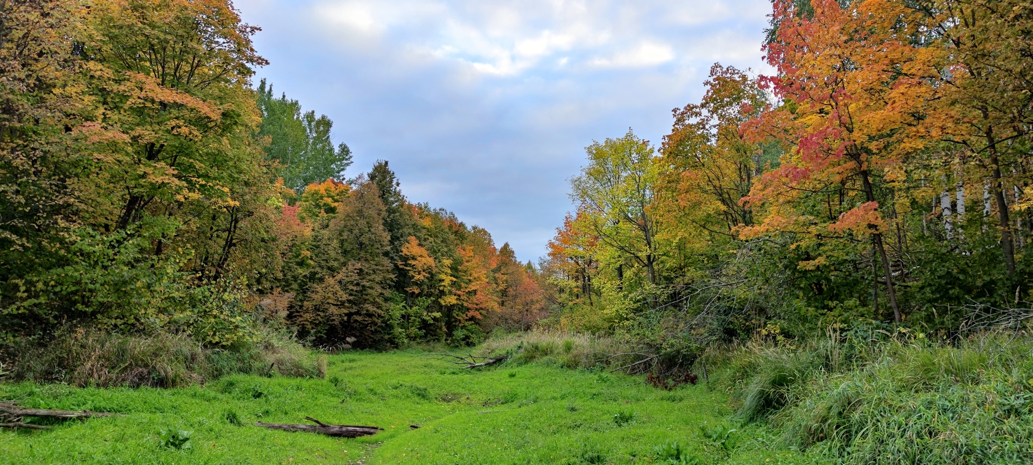 Autumn near Kazan - My, Autumn, Forest, Tree, Longpost