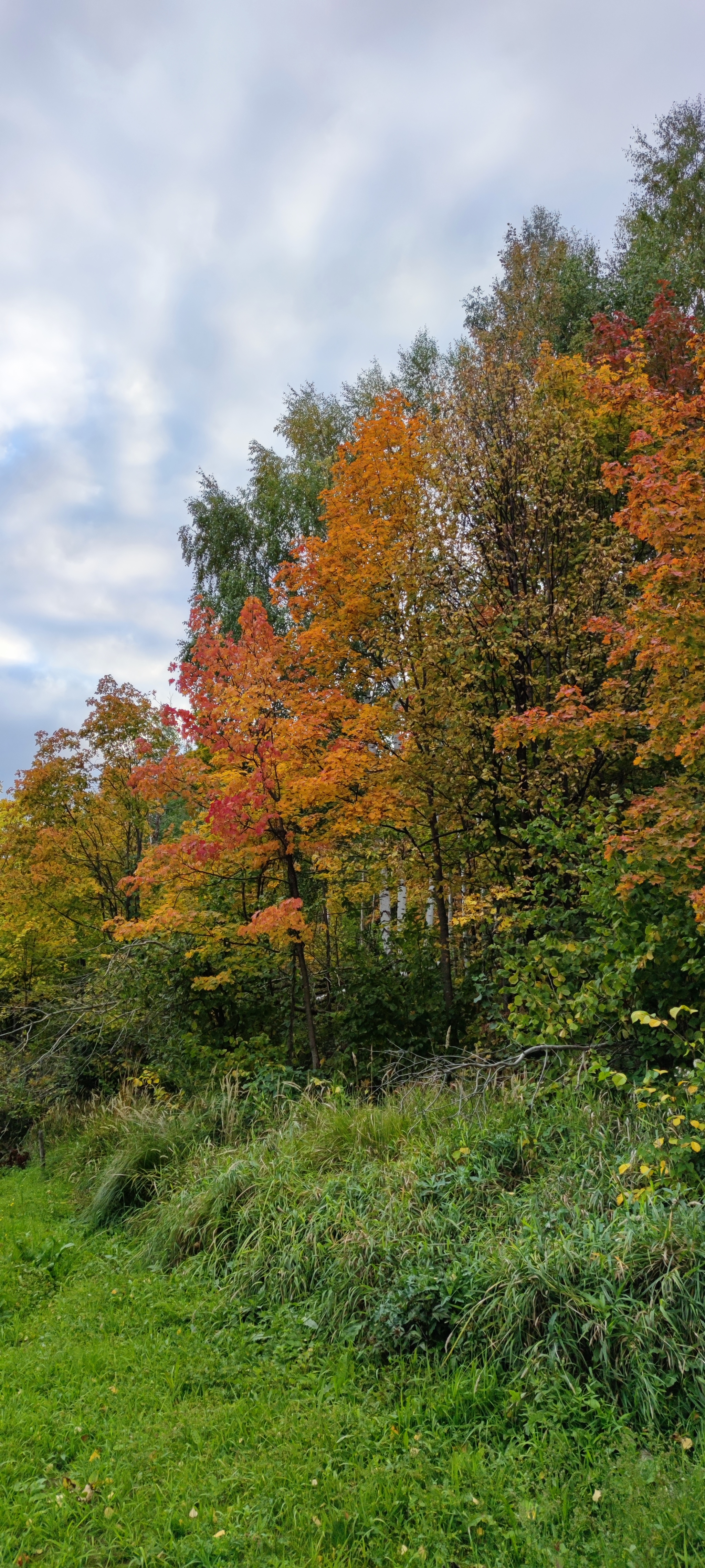 Autumn near Kazan - My, Autumn, Forest, Tree, Longpost