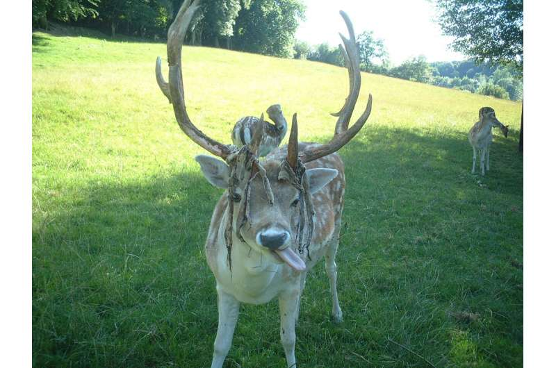 Bloody antlers - Deer, Horns, Antlers, Artiodactyls, Wild animals, wildlife, National park, The national geographic, , USA, Appalachian mountains, Informative, Animals, Longpost