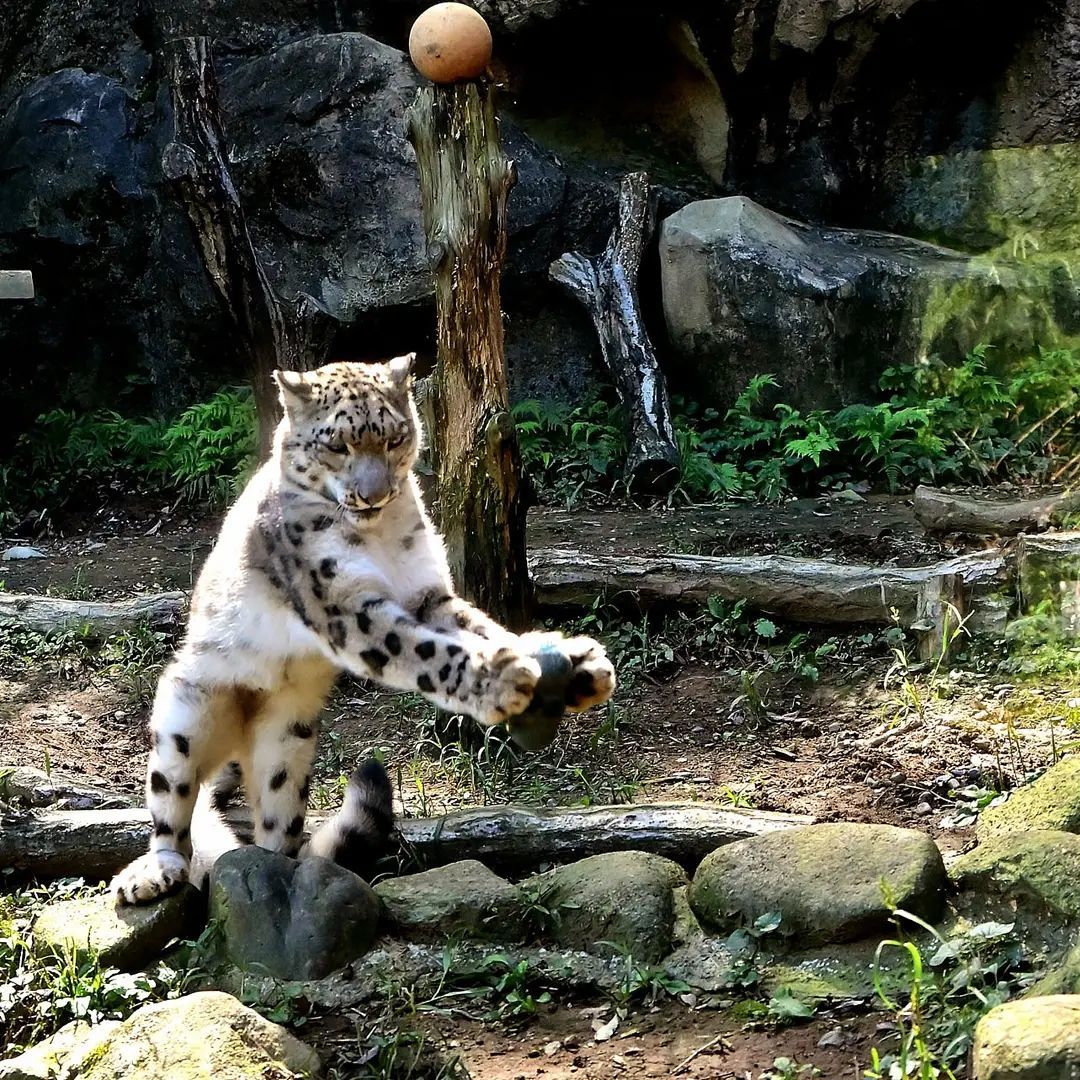 Snow leopard of increased activity - Snow Leopard, Big cats, Cat family, Wild animals, Predatory animals, Fluffy, Milota, Zoo, , Japan, Longpost