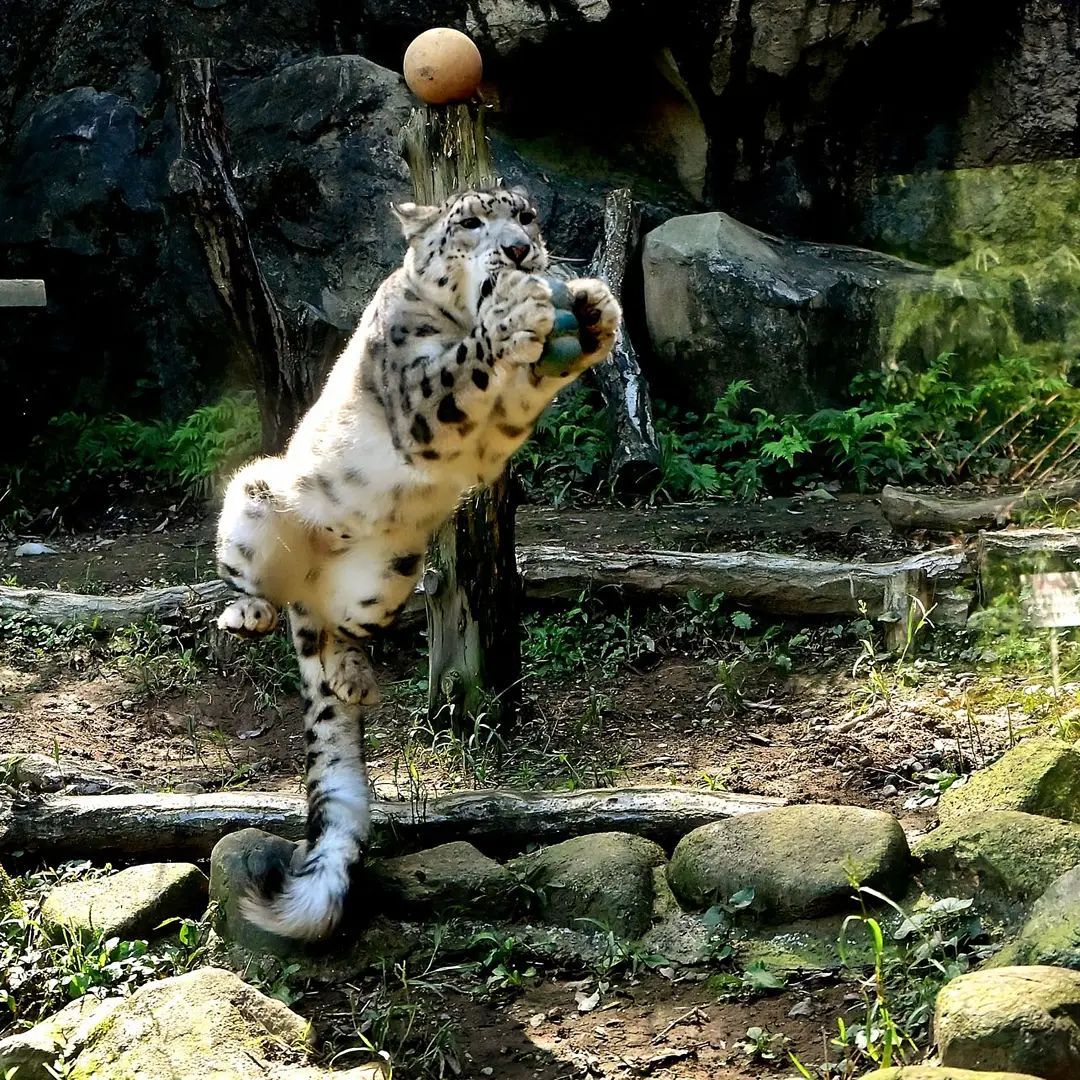 Snow leopard of increased activity - Snow Leopard, Big cats, Cat family, Wild animals, Predatory animals, Fluffy, Milota, Zoo, , Japan, Longpost